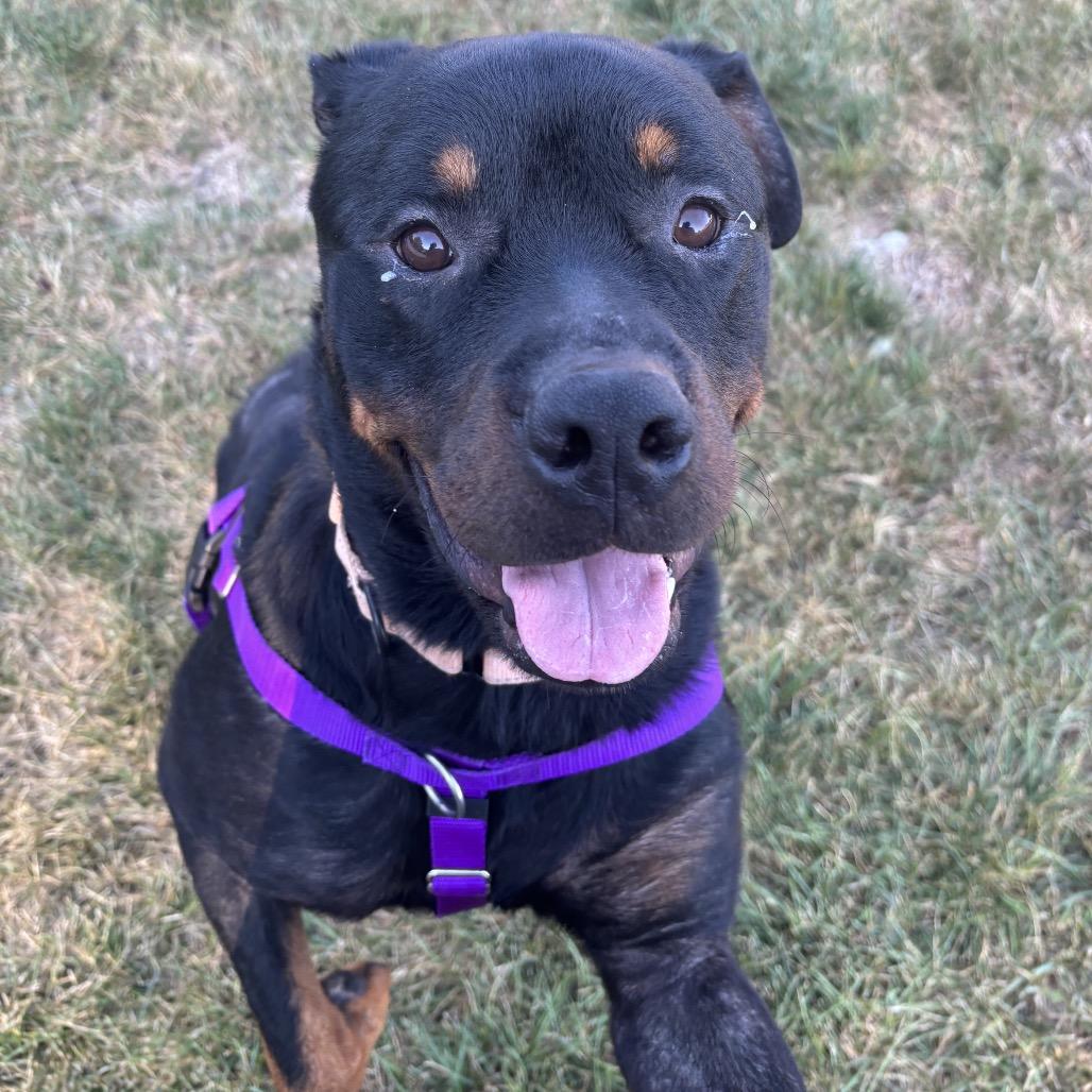 Enlarge Gizmo, a Adoptable Rottweiler in Springboro, OH image 4/6