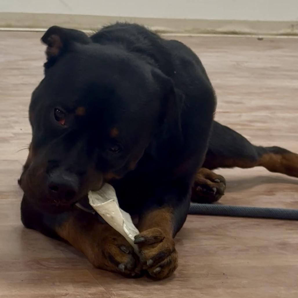 Enlarge Gizmo, a Adoptable Rottweiler in Springboro, OH image 6/6