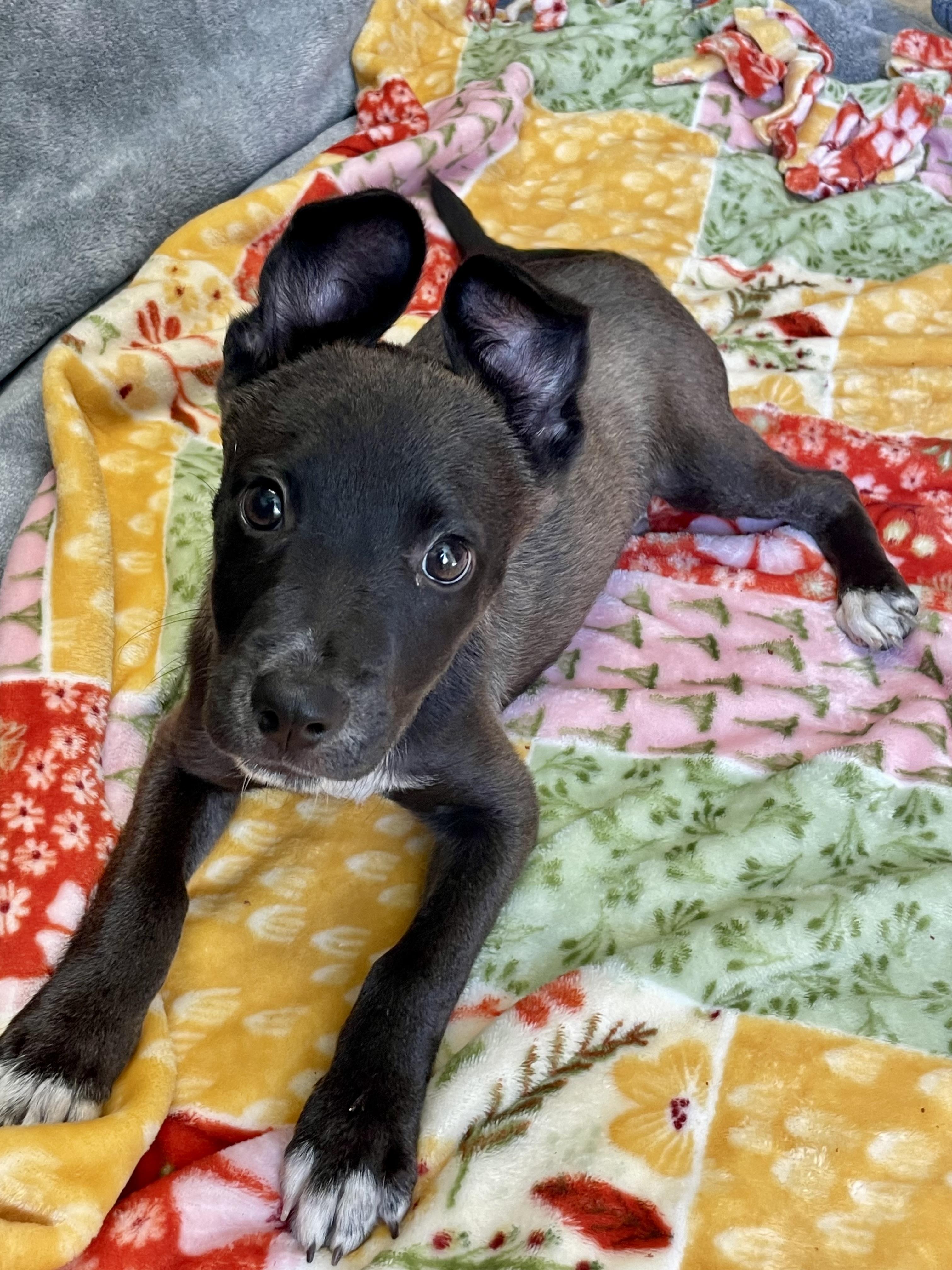 Enlarge Timmy, a Adopted Mixed Breed in Lacon, IL image 1/6