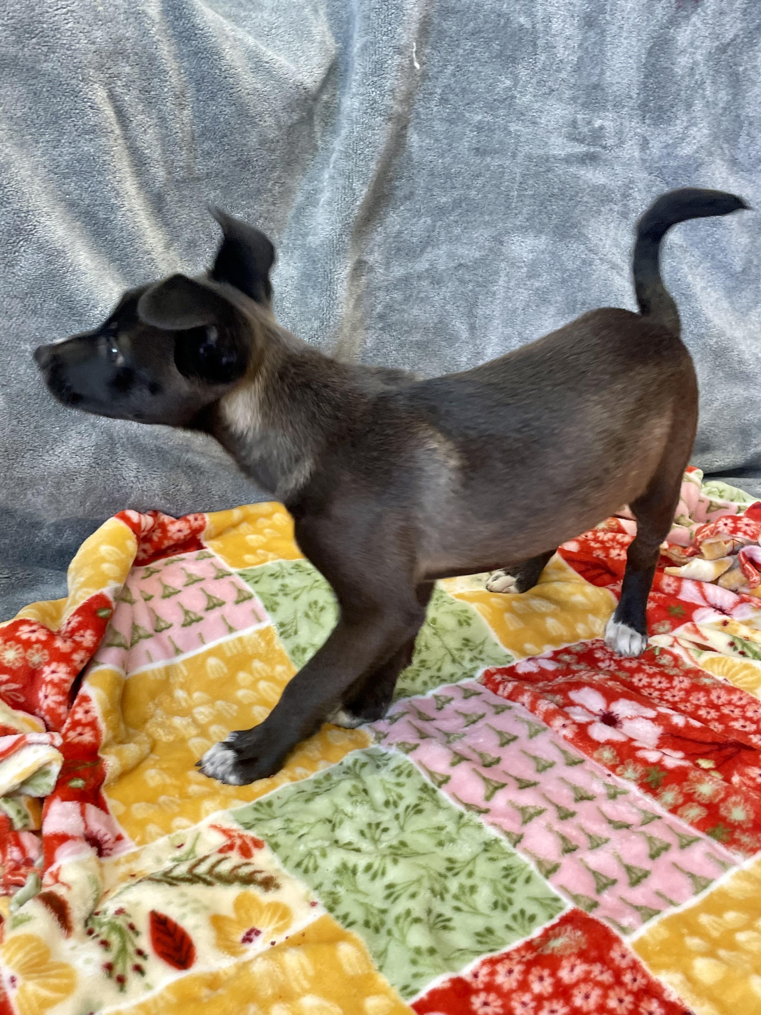 Enlarge Timmy, a Adopted Mixed Breed in Lacon, IL image 5/6