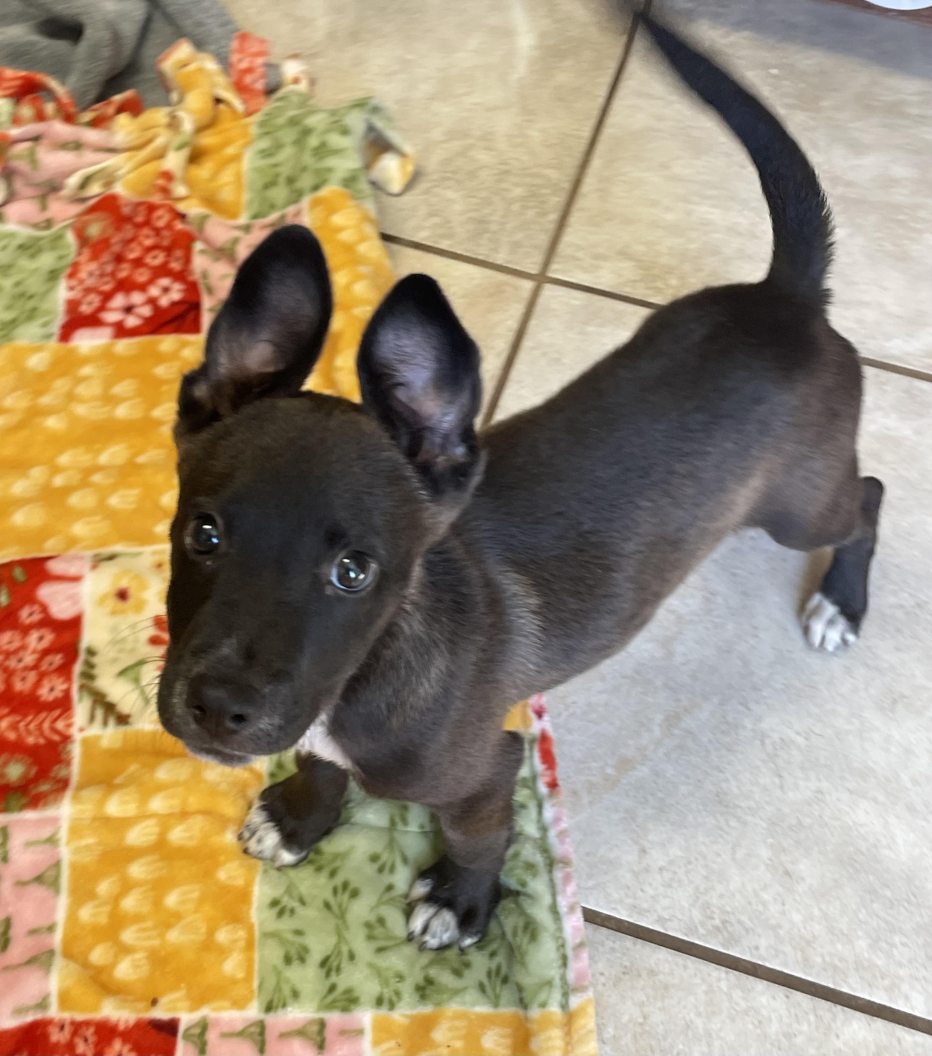 Enlarge Timmy, a Adopted Mixed Breed in Lacon, IL image 2/6