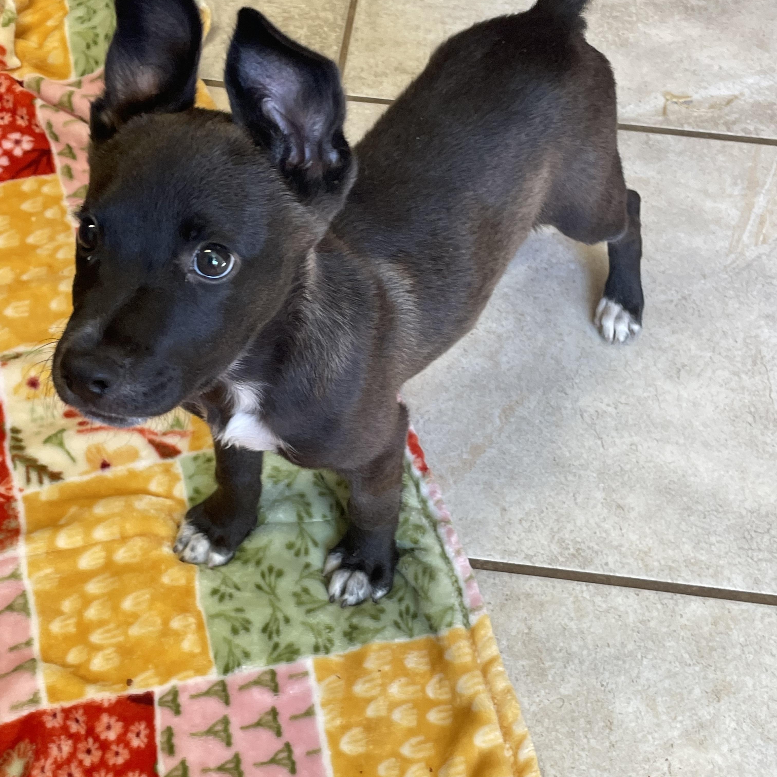 Enlarge Timmy, a Adopted Mixed Breed in Lacon, IL image 3/6