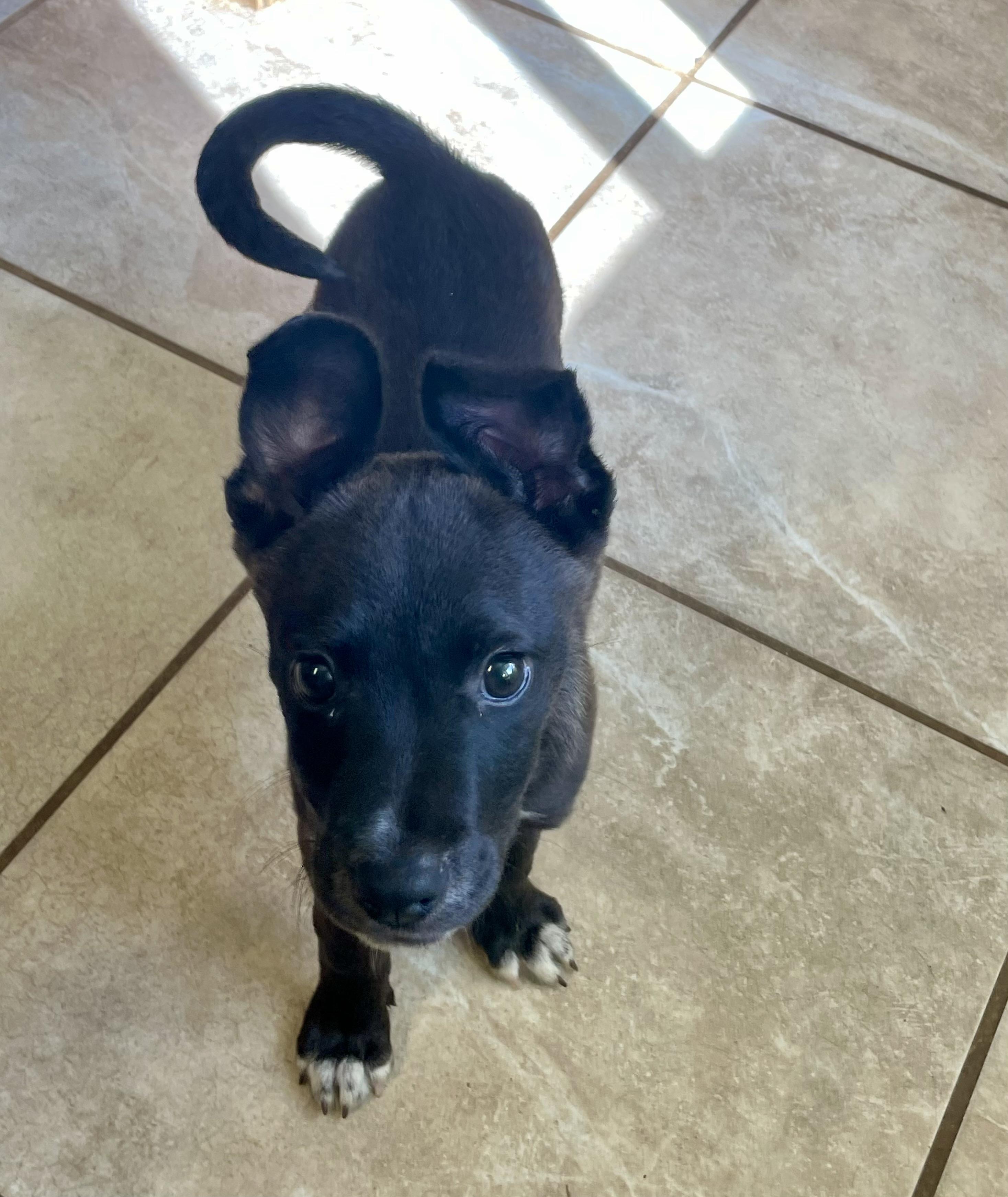 Enlarge Timmy, a Adopted Mixed Breed in Lacon, IL image 4/6