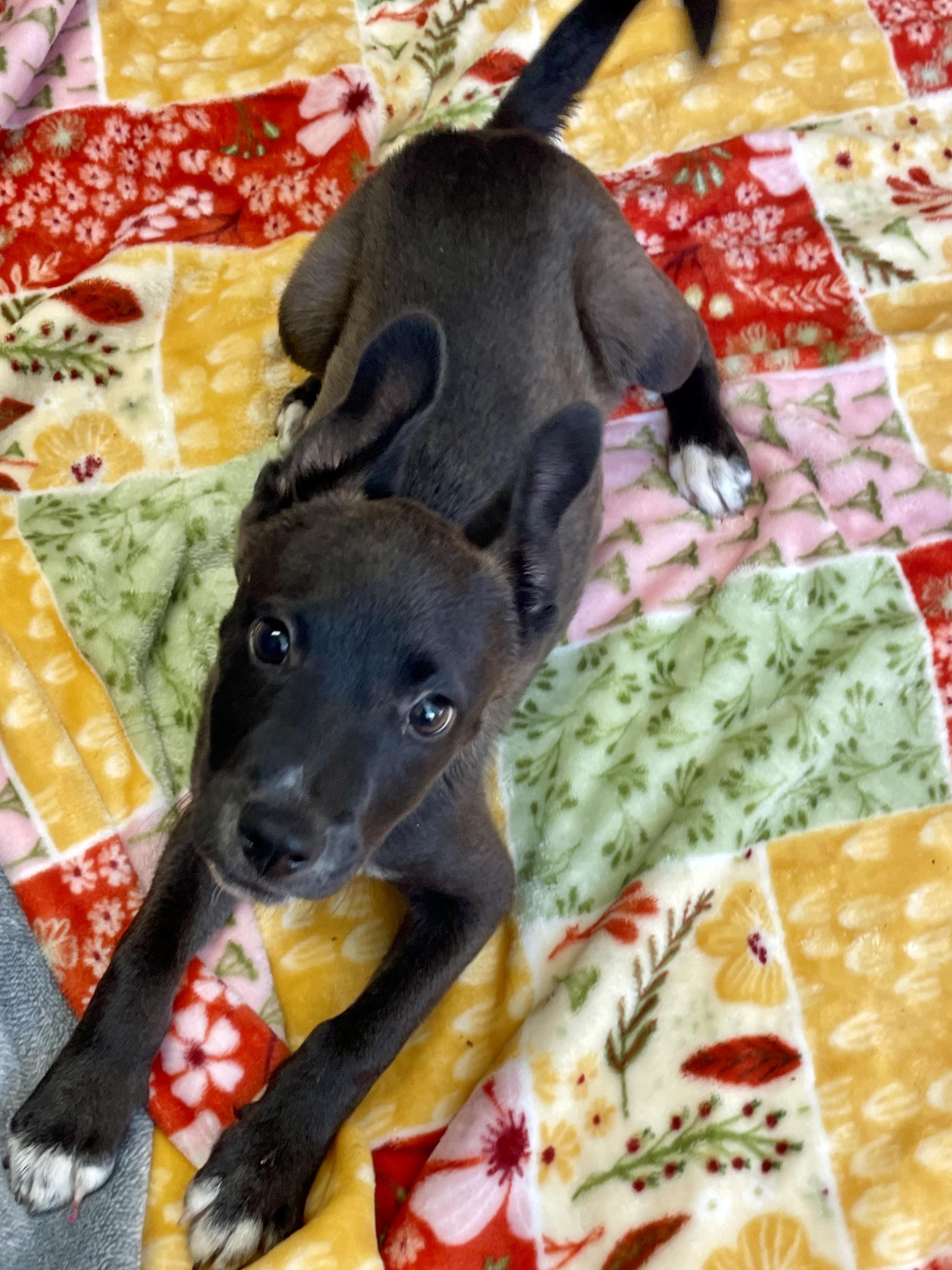 Enlarge Timmy, a Adopted Mixed Breed in Lacon, IL image 6/6