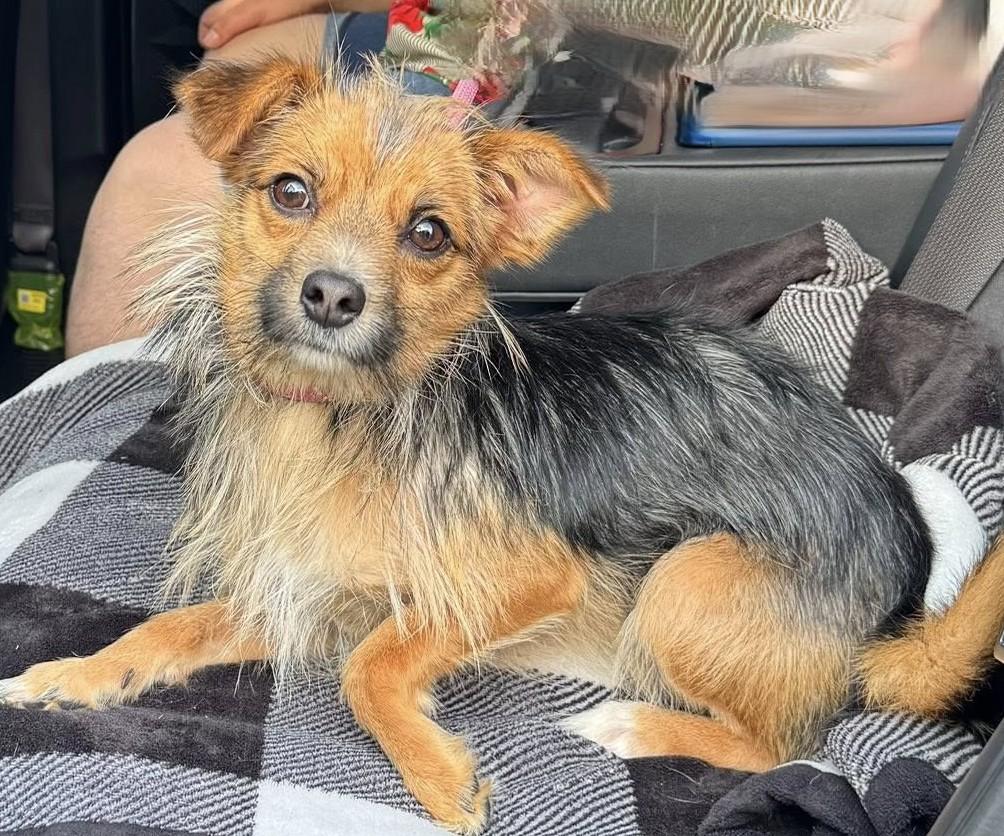 Enlarge ALFIE, a Adopted mixed breed in Westmont, IL image 3/6