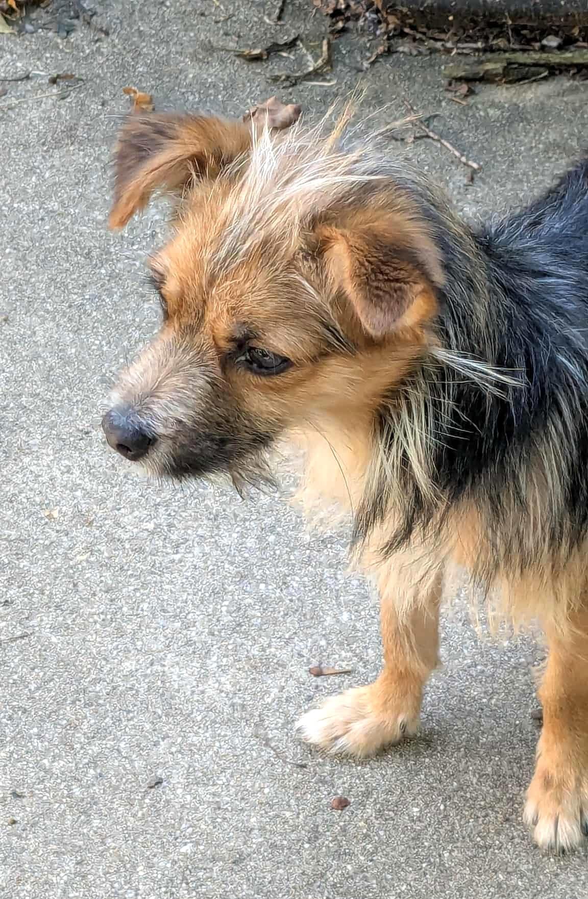 Enlarge ALFIE, a Adopted mixed breed in Westmont, IL image 5/6