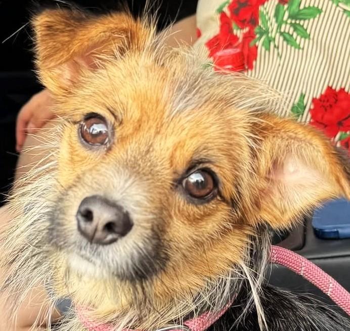 ALFIE, Adopted, Adult Male Chihuahua & Yorkshire Terrier.