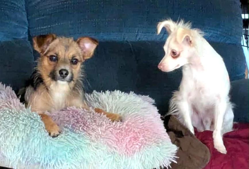 Enlarge ALFIE, a Adopted mixed breed in Westmont, IL image 6/6