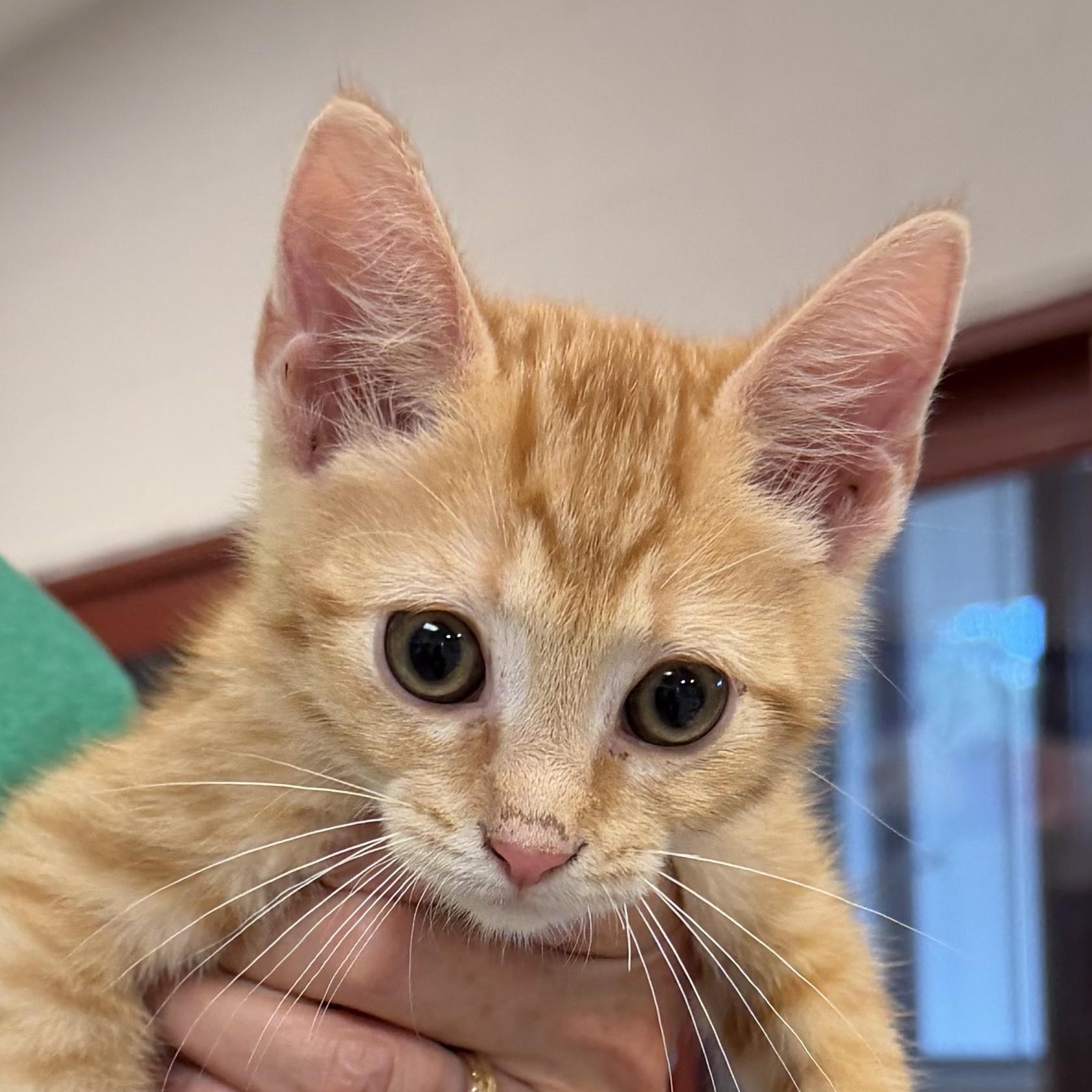 Strife, Adopted, Kitten Male Domestic Short Hair.