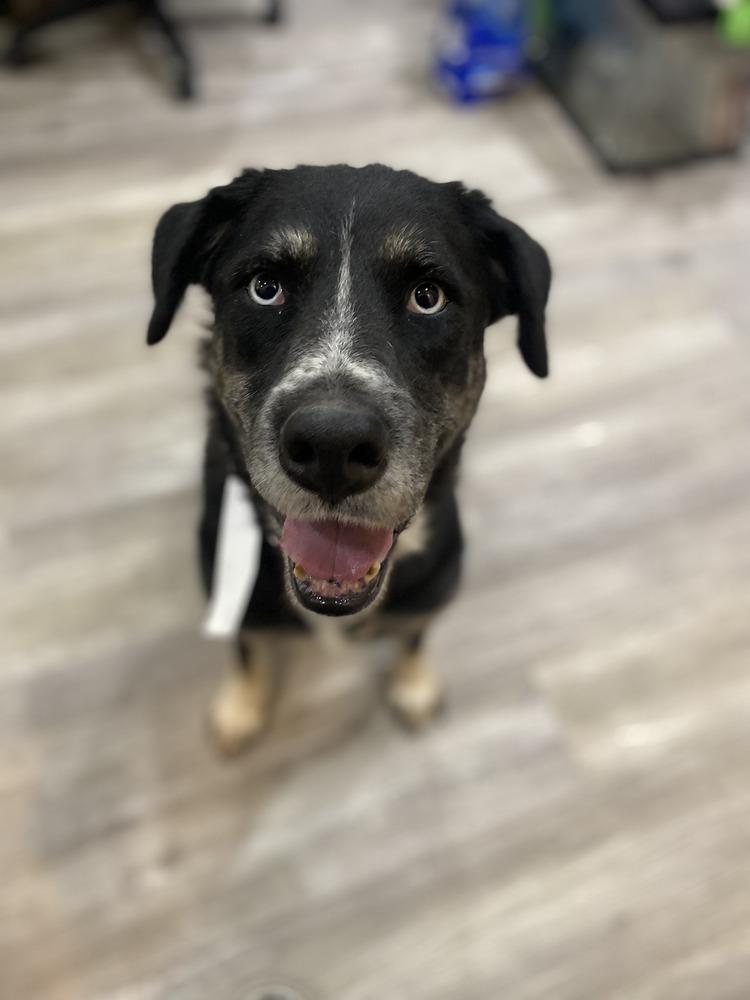 Wendy, Adoptable, Senior Female Husky.
