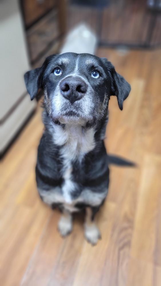 Enlarge Wendy, a Adoptable mixed breed in Cortez, CO image 2/5