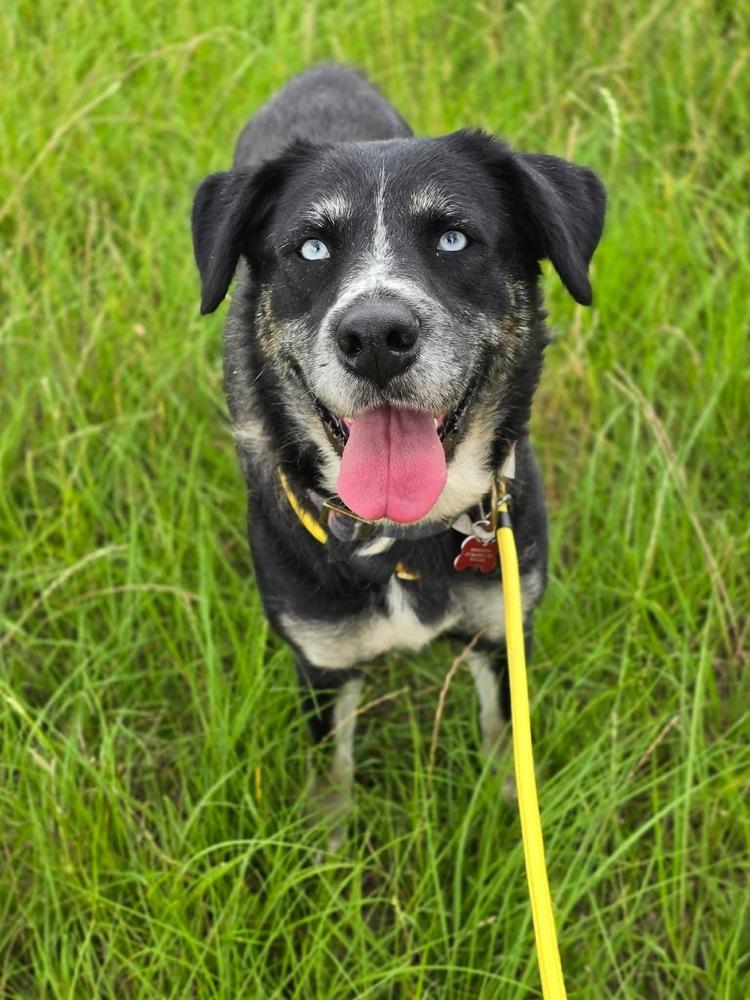 Enlarge Wendy, a Adoptable mixed breed in Cortez, CO image 3/5