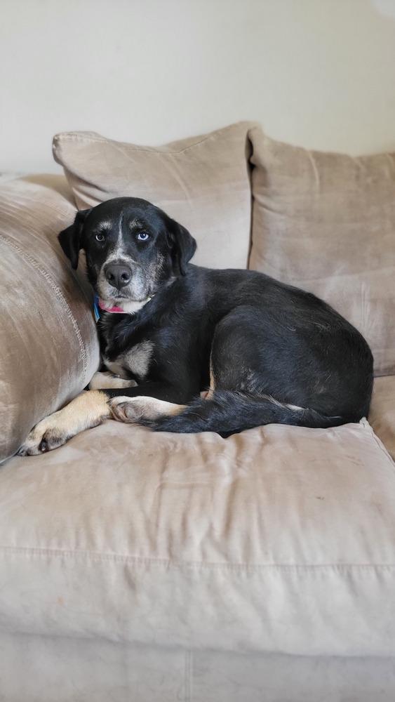 Enlarge Wendy, a Adoptable mixed breed in Cortez, CO image 4/5