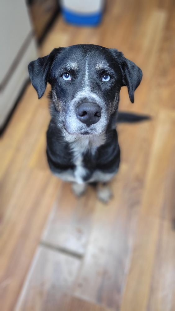 Enlarge Wendy, a Adoptable mixed breed in Cortez, CO image 5/5