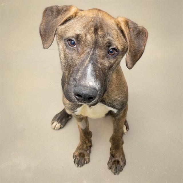 Enlarge BOONE, a Adoptable mixed breed in Saint Louis, MO image 1/1