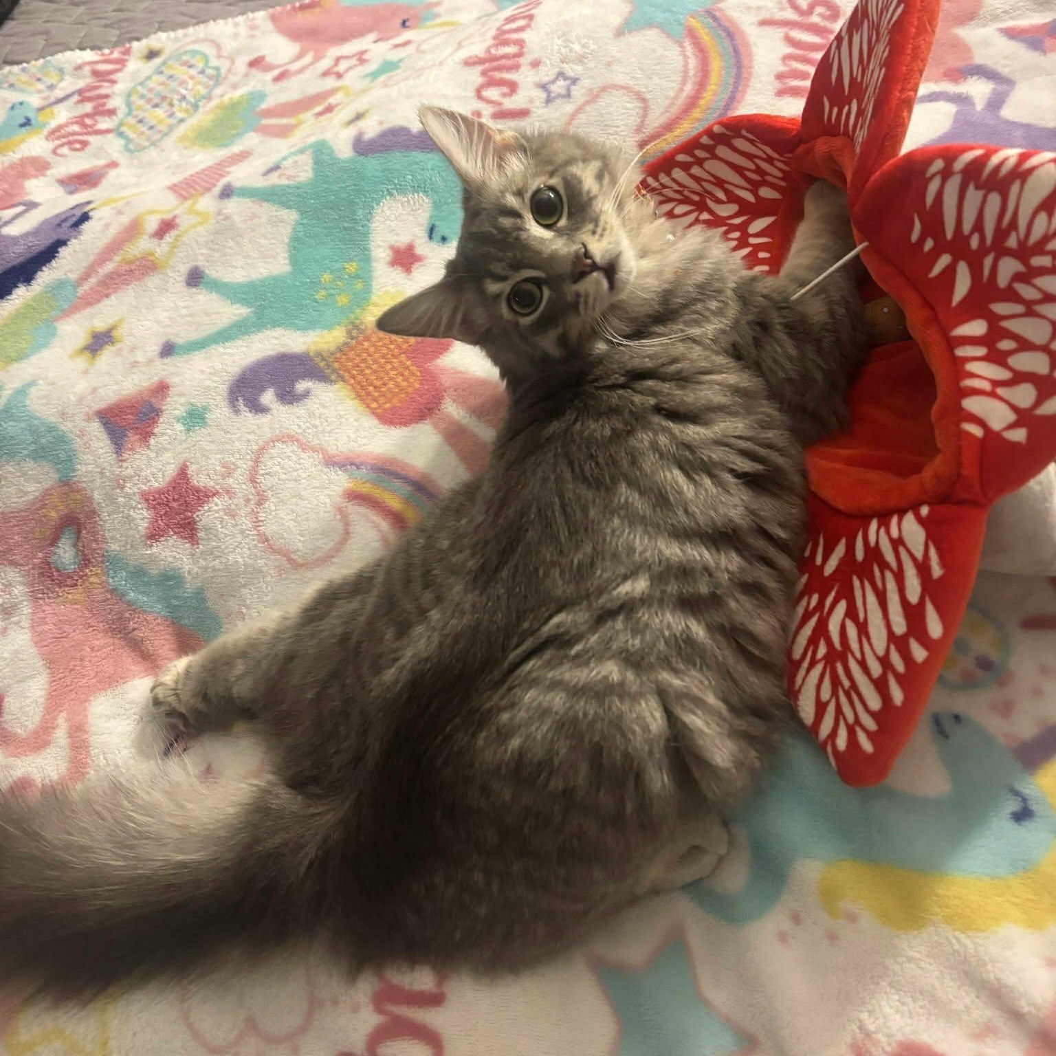 Enlarge Achilles* *TWISTED ANKLE, a Adoptable Domestic Medium Hair in Concord, CA image 1/6