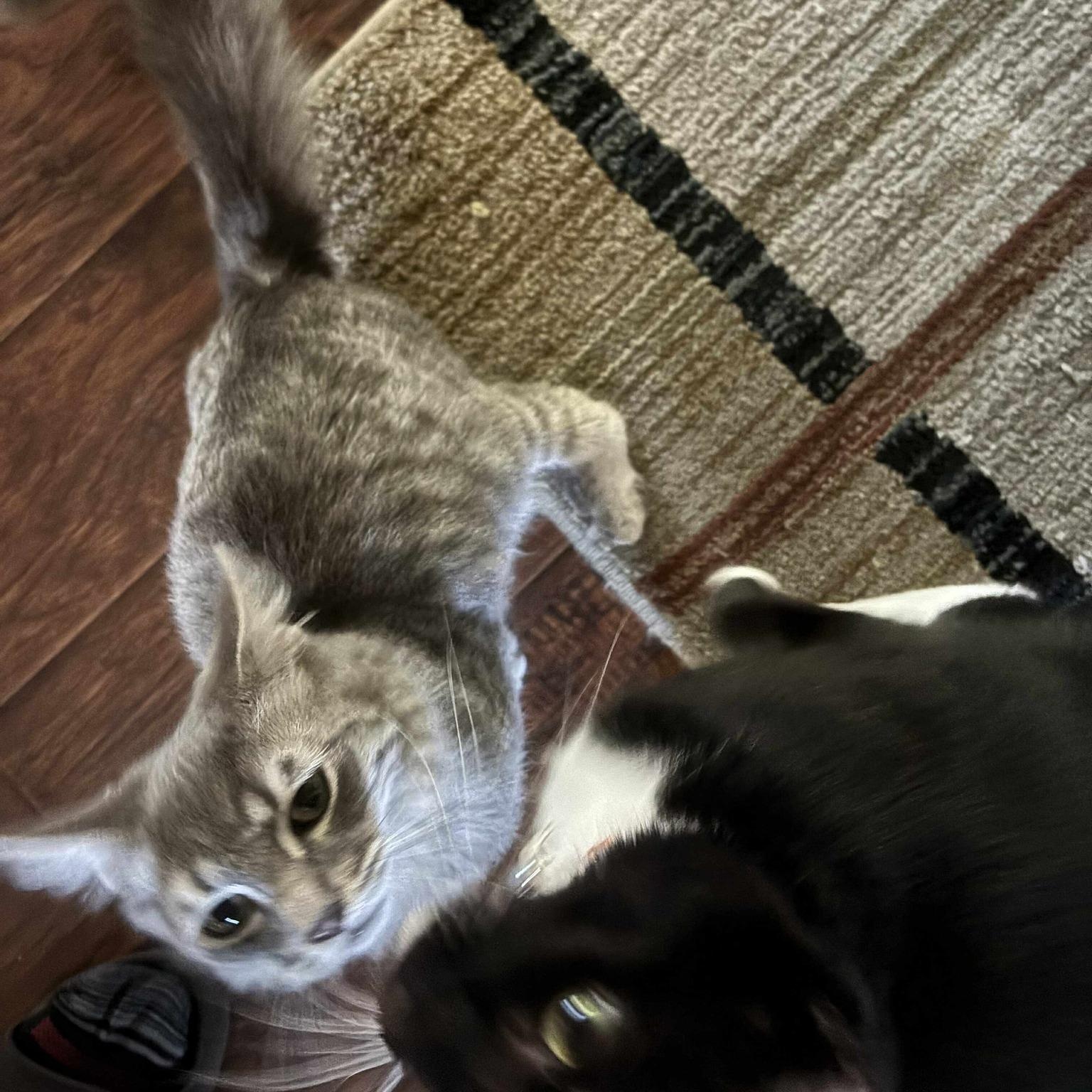 Enlarge Achilles* *TWISTED ANKLE, a Adoptable Domestic Medium Hair in Concord, CA image 5/6