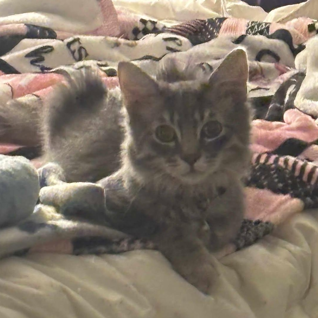 Enlarge Achilles* *TWISTED ANKLE, a Adoptable Domestic Medium Hair in Concord, CA image 3/6