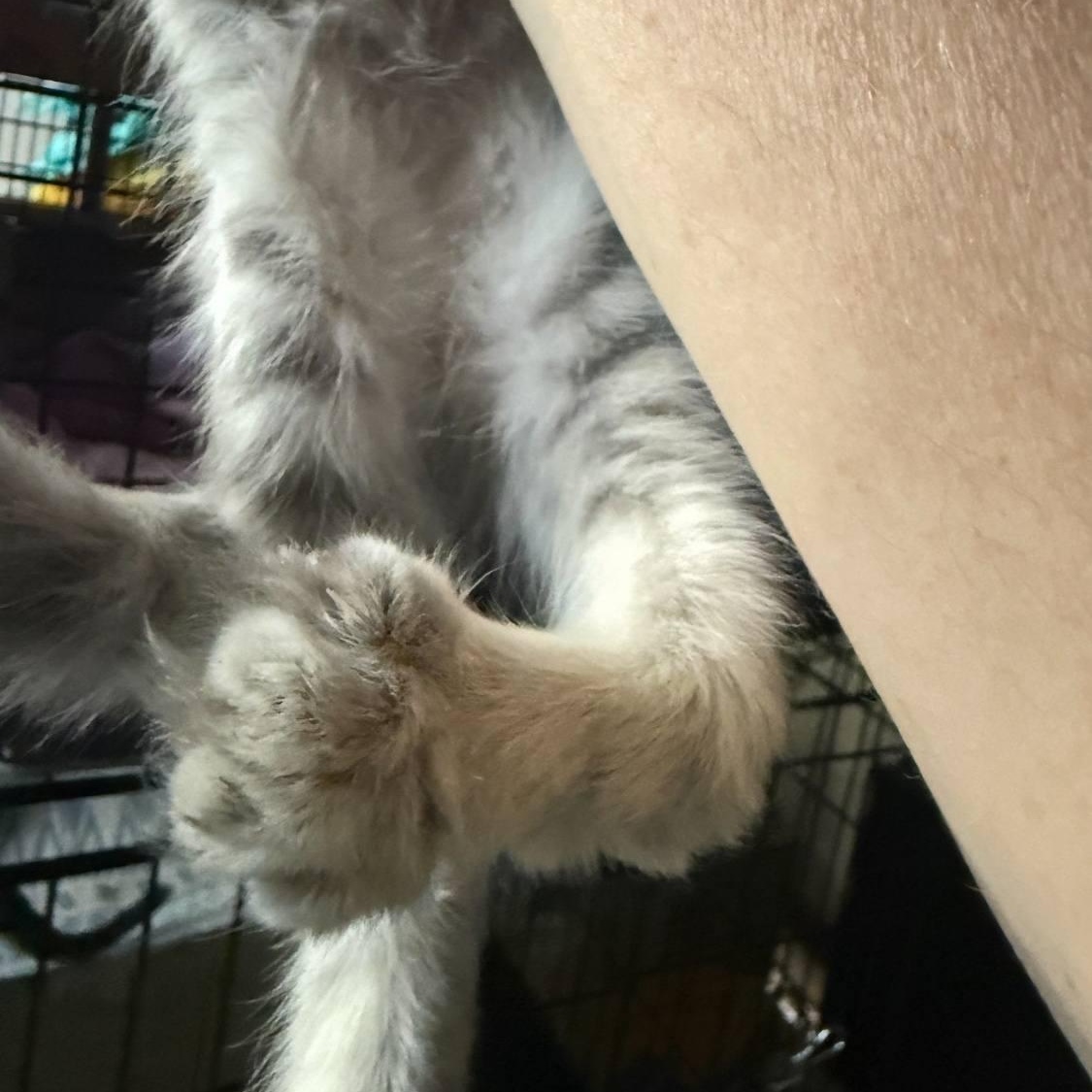 Enlarge Achilles* *TWISTED ANKLE, a Adoptable Domestic Medium Hair in Concord, CA image 6/6