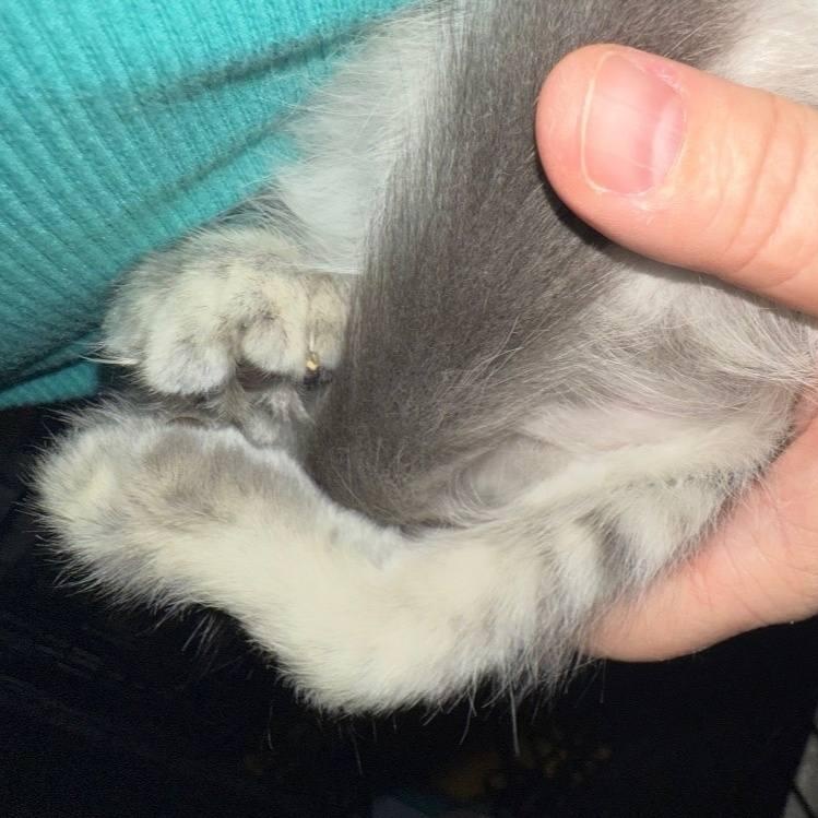 Enlarge Achilles* *TWISTED ANKLE, a Adoptable Domestic Medium Hair in Concord, CA image 4/6