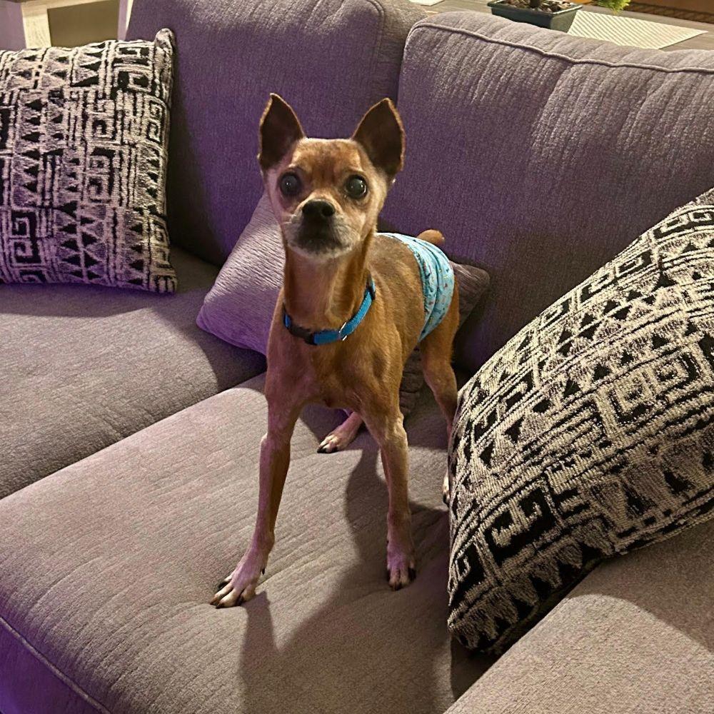 Enlarge Rudolph, a ADOPTABLE Miniature Pinscher in Barrington, IL image 3/3