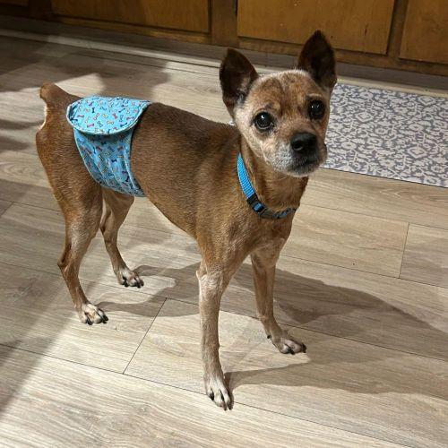 Enlarge Rudolph, a ADOPTABLE Miniature Pinscher in Barrington, IL image 1/3