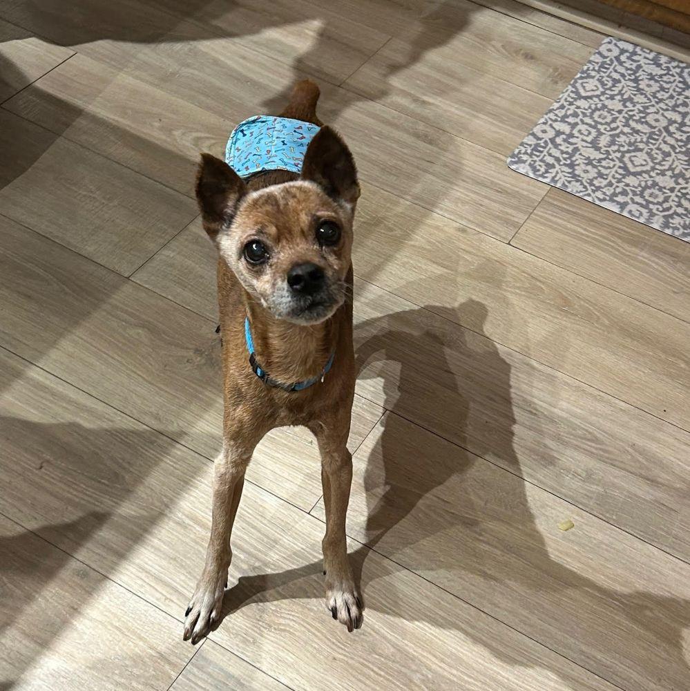 Enlarge Rudolph, a ADOPTABLE Miniature Pinscher in Barrington, IL image 2/3