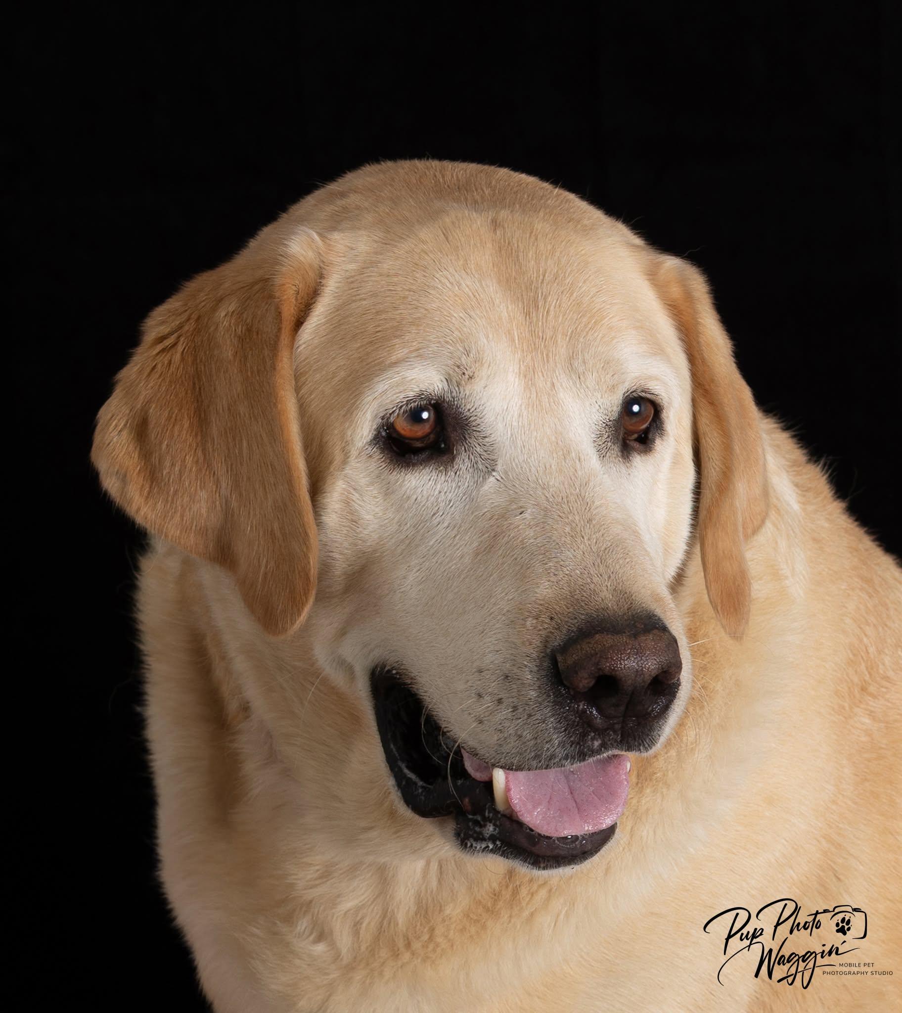 CAESAR 3 AND MAX 5, a ADOPTABLE Labrador Retriever in Broken Arrow, OK image 4/6