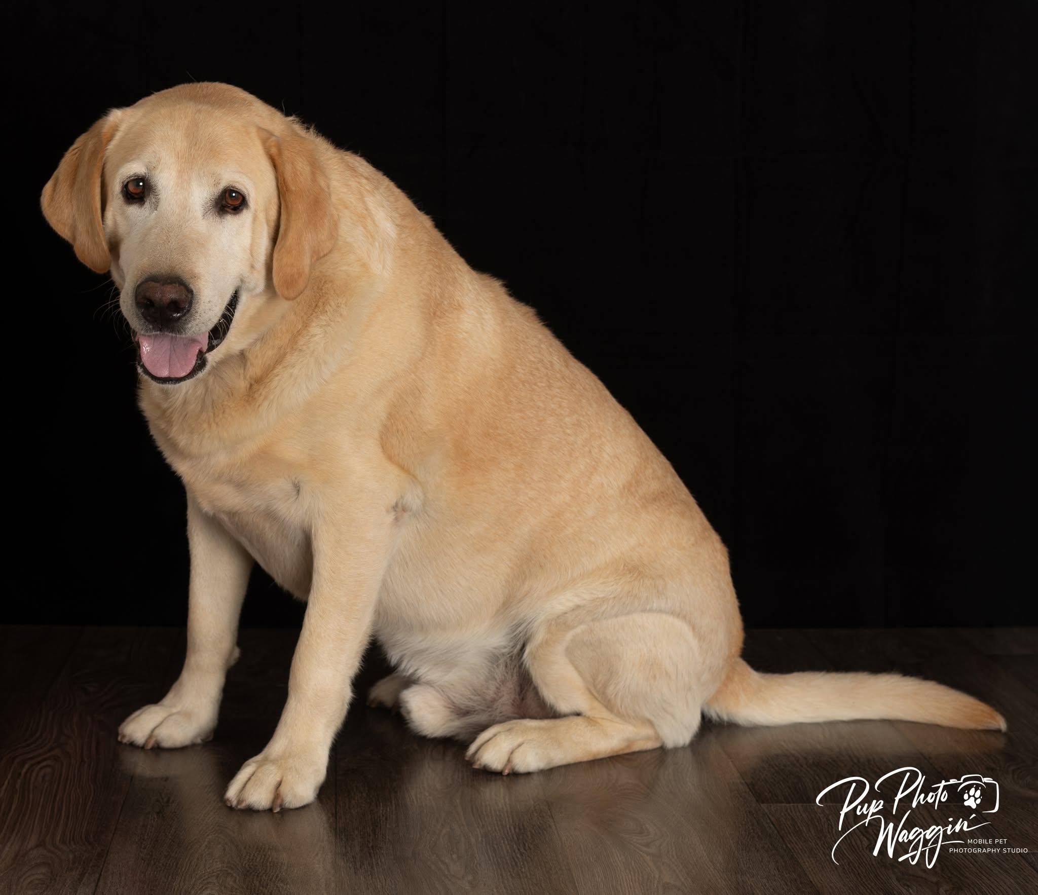 CAESAR 3 AND MAX 5, a ADOPTABLE Labrador Retriever in Broken Arrow, OK image 3/6