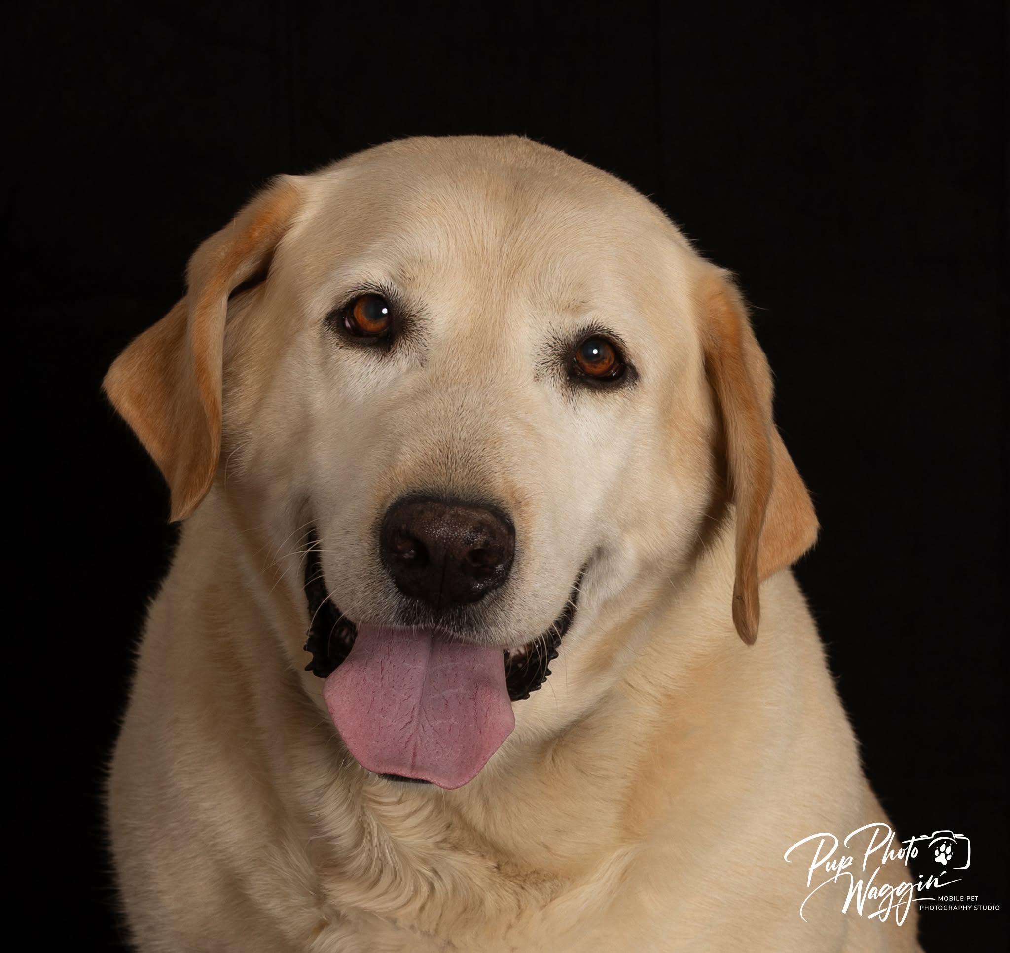 CAESAR 3 AND MAX 5, a ADOPTABLE Labrador Retriever in Broken Arrow, OK image 5/6