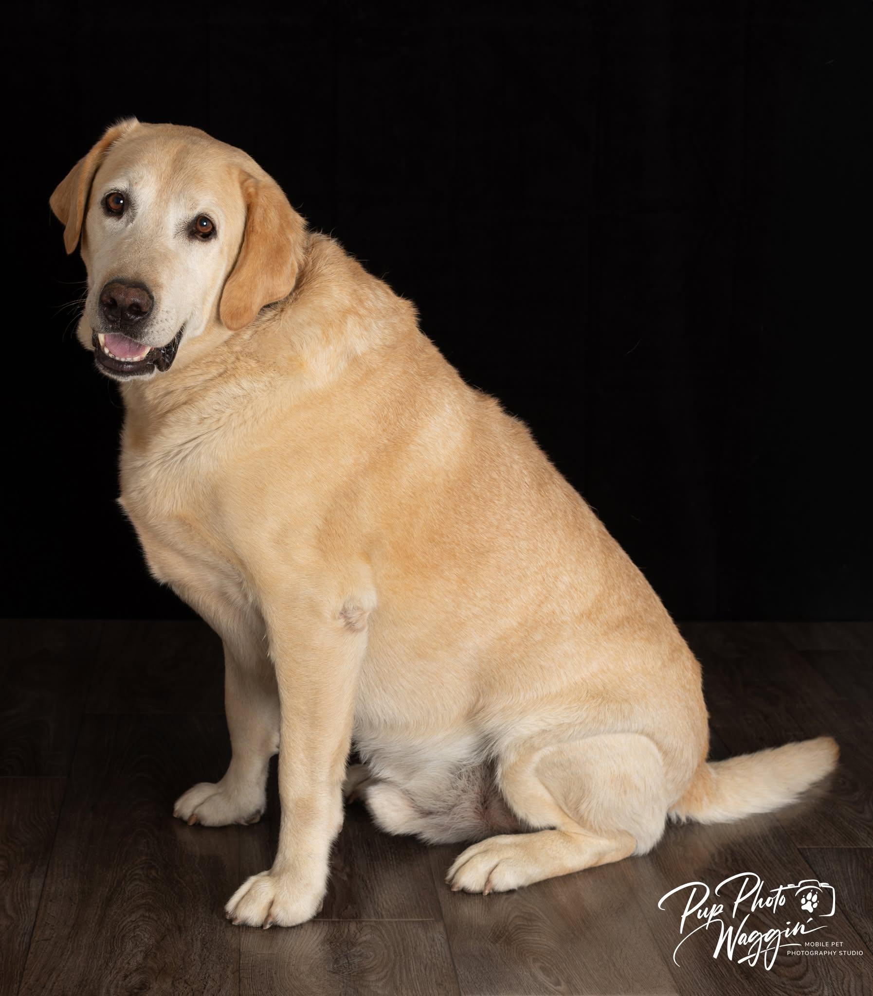 CAESAR 3 AND MAX 5, a ADOPTABLE Labrador Retriever in Broken Arrow, OK image 2/6