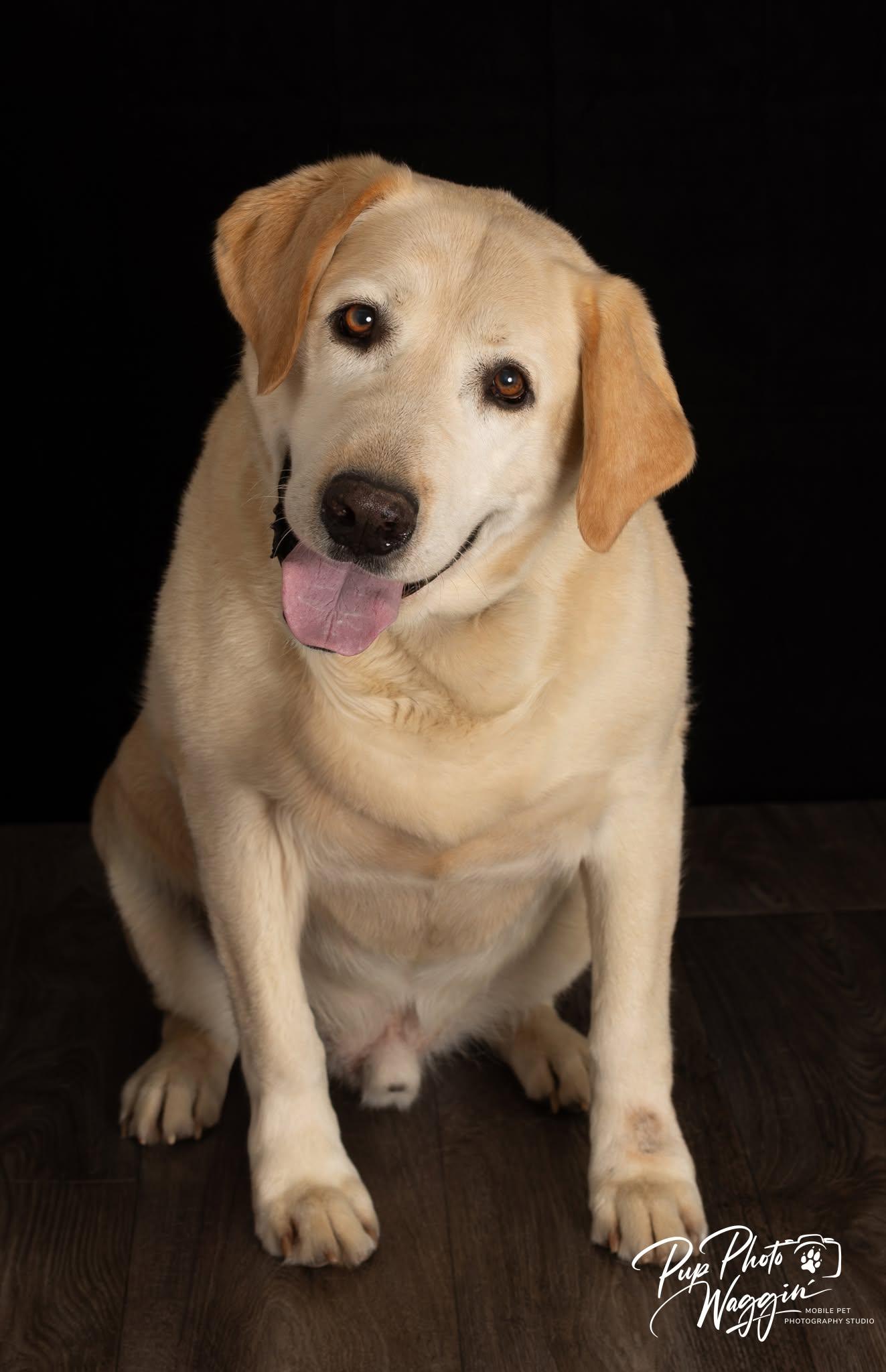 CAESAR 3 AND MAX 5, a ADOPTABLE Labrador Retriever in Broken Arrow, OK image 6/6