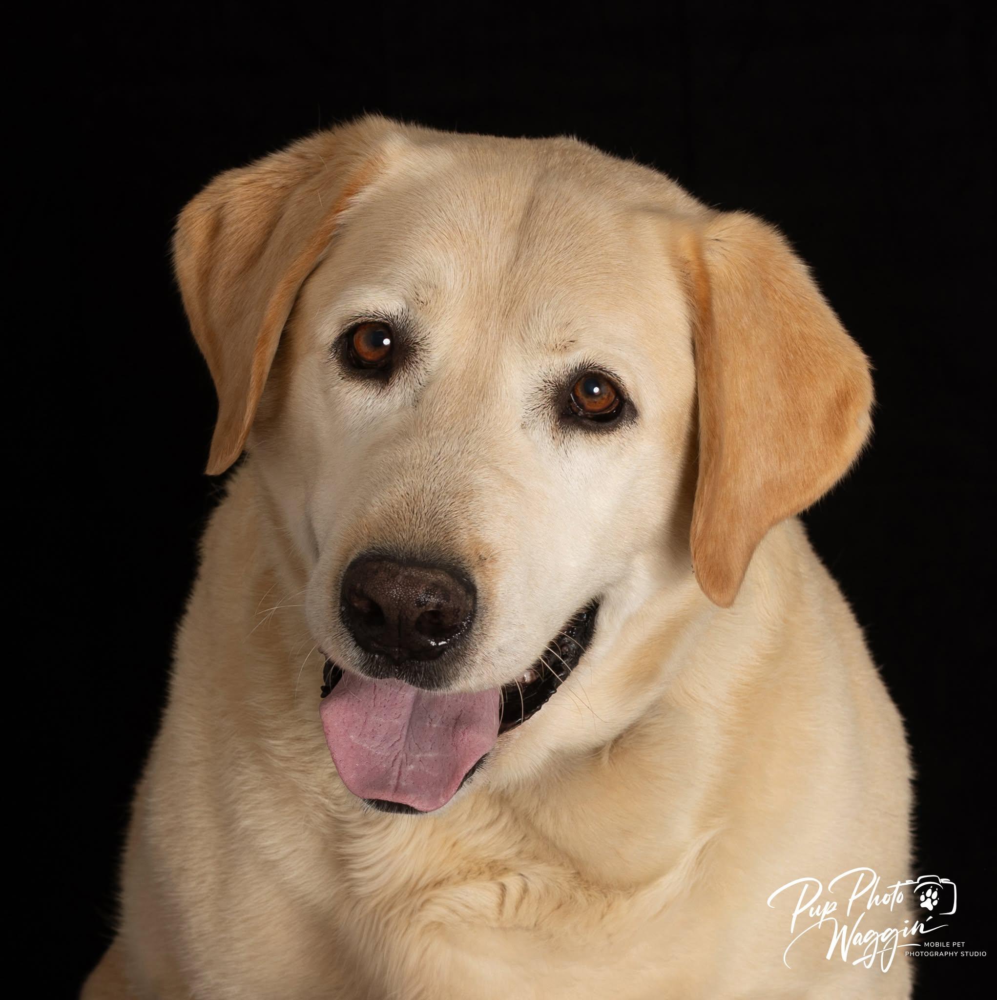 CAESAR 3 AND MAX 5, ADOPTABLE, Senior Male Labrador Retriever.
