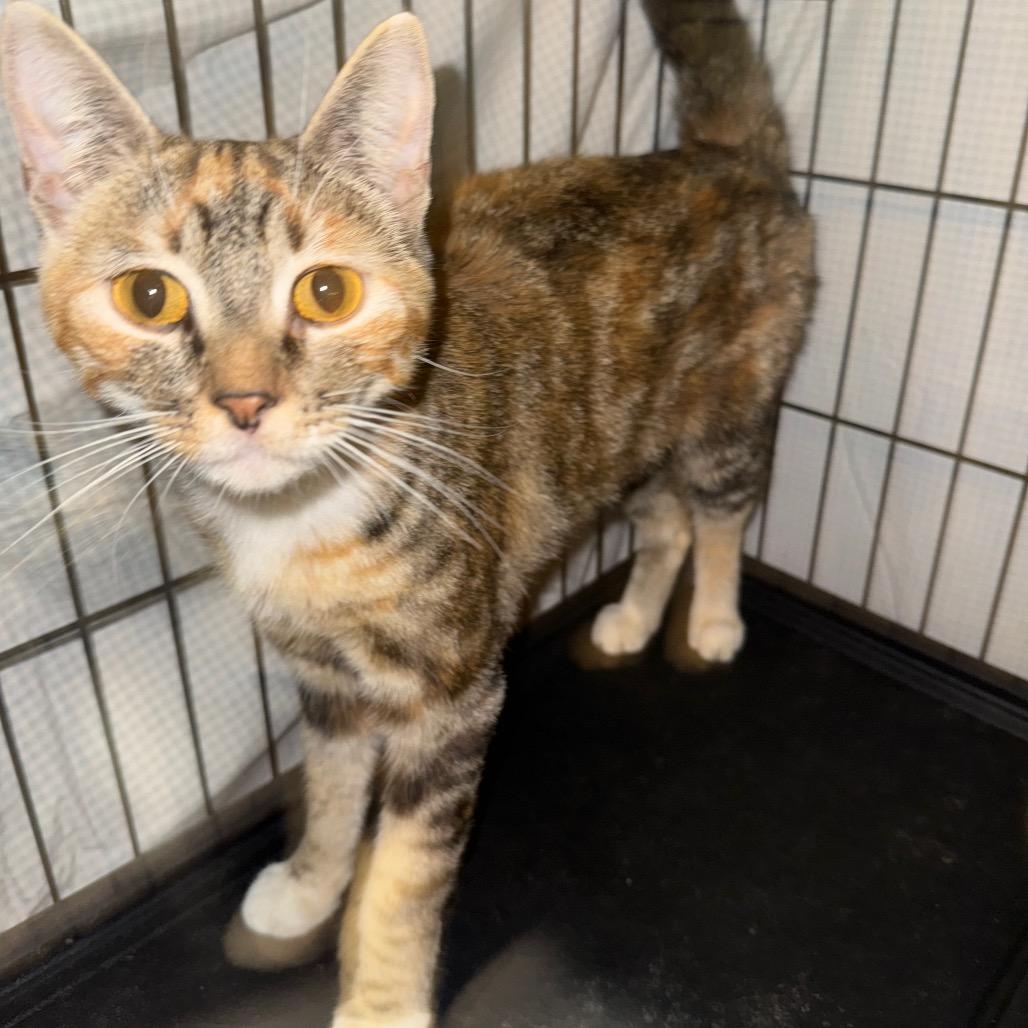 Enlarge Butterfly, a Adoptable Domestic Short Hair in Simi Valley, CA image 1/2