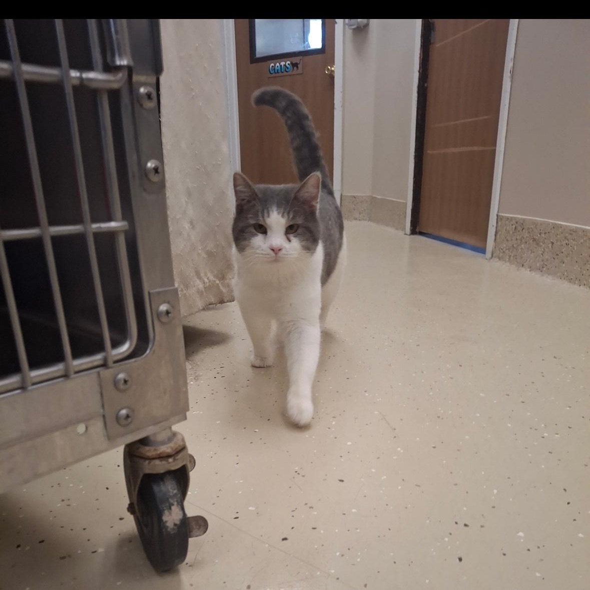 Clyde, ADOPTABLE, Adult Male Tabby.