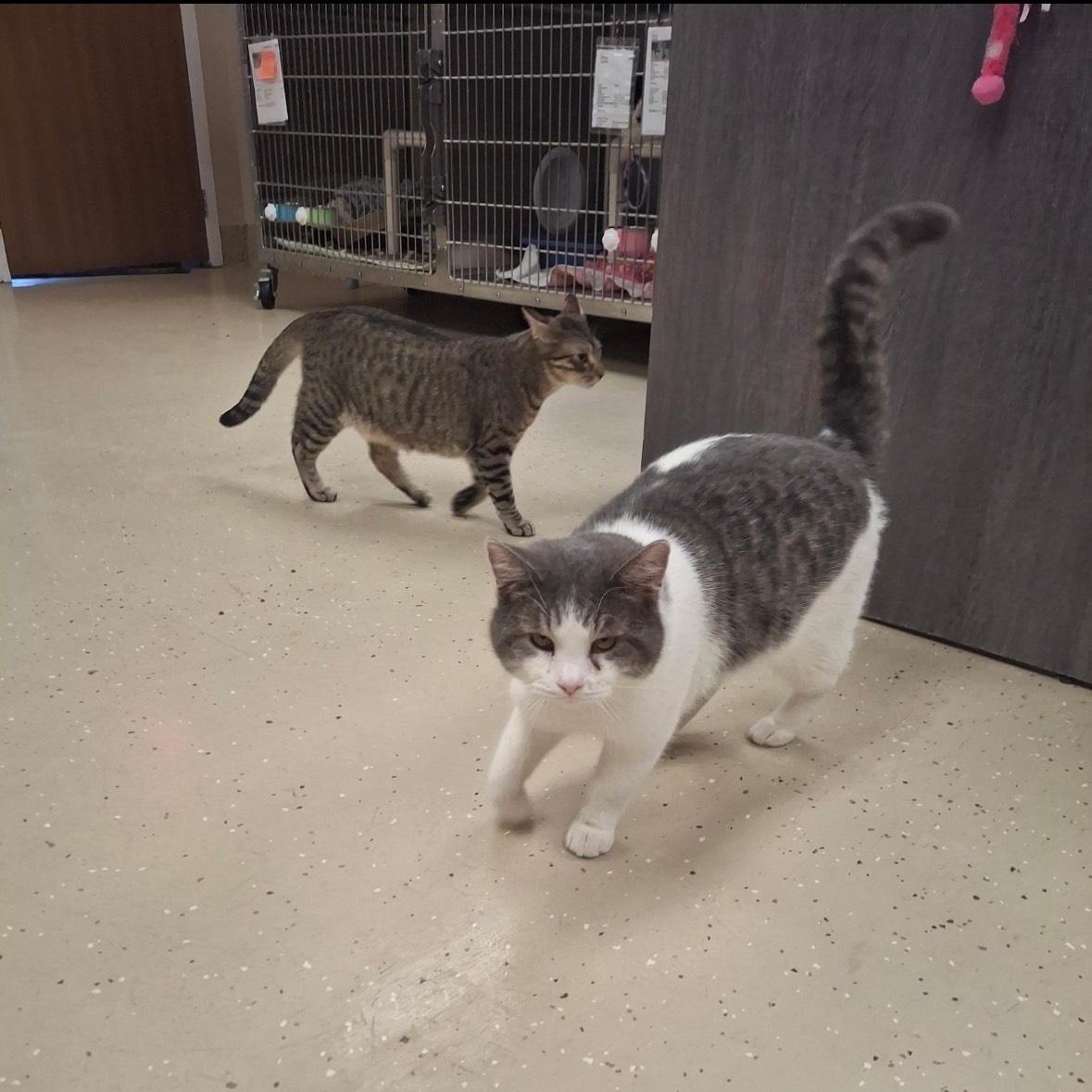 Clyde, a ADOPTABLE mixed breed in Little Falls, MN image 2/3