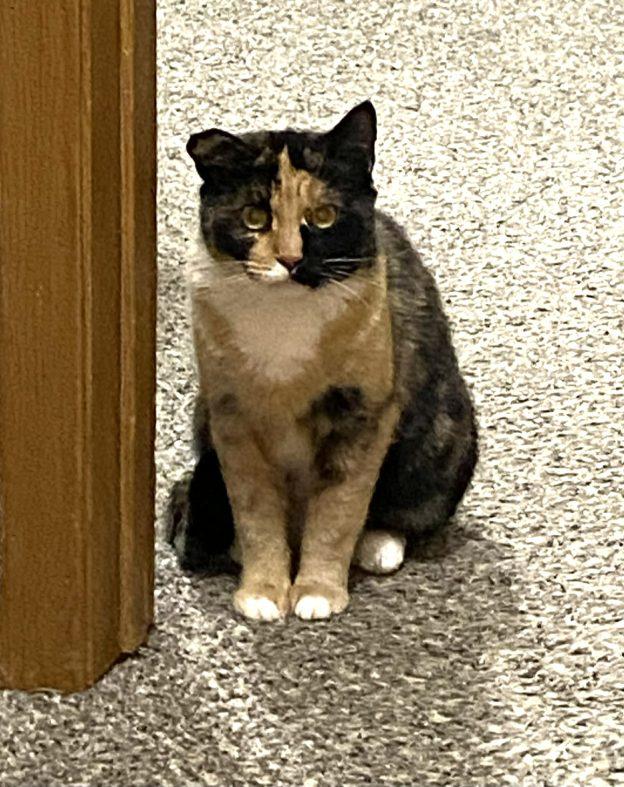 Enlarge Lucy, a ADOPTABLE Calico in Anchorage, AK image 1/1