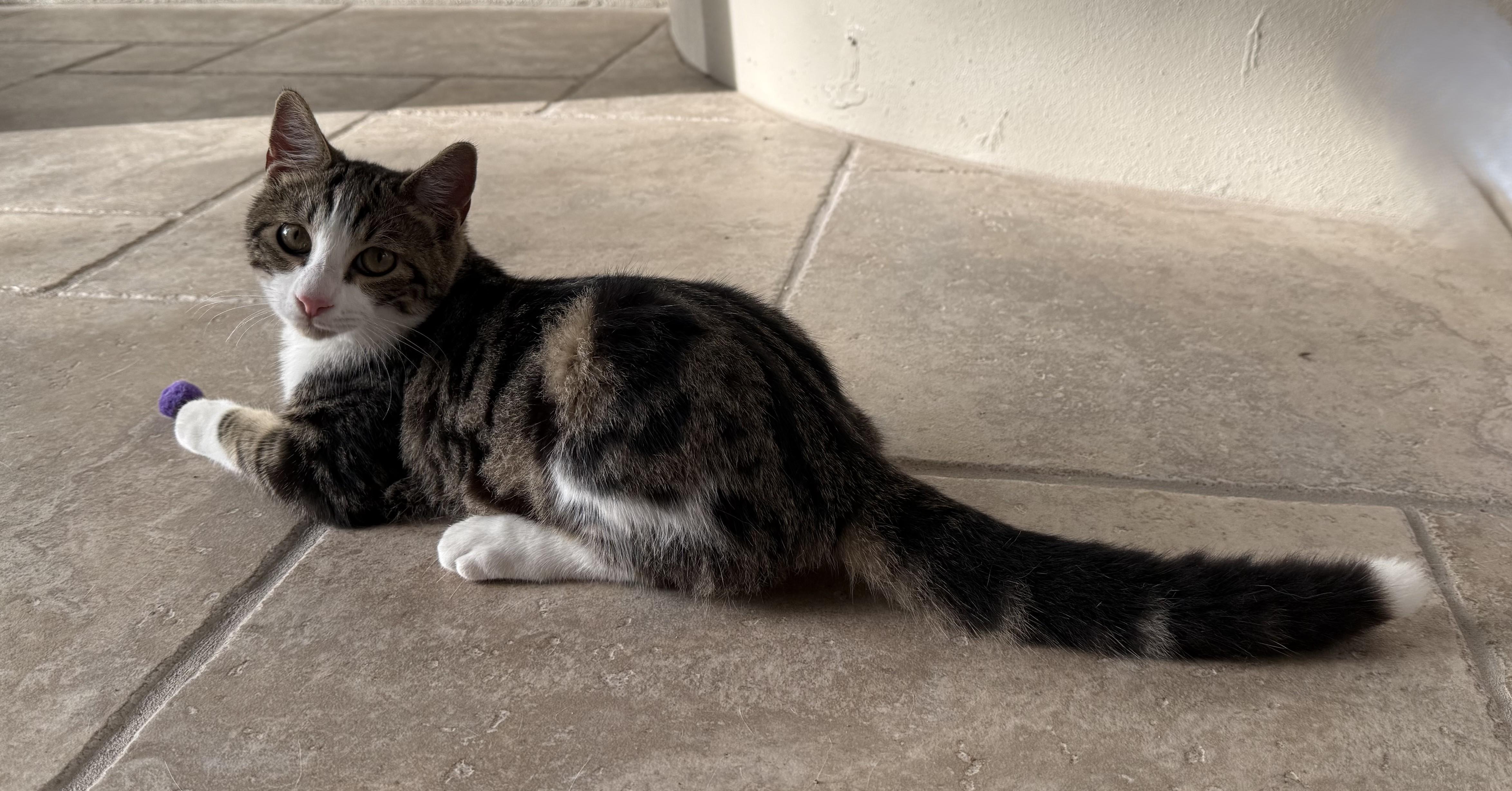 Parson, Adoptable, Young Male Domestic Short Hair.