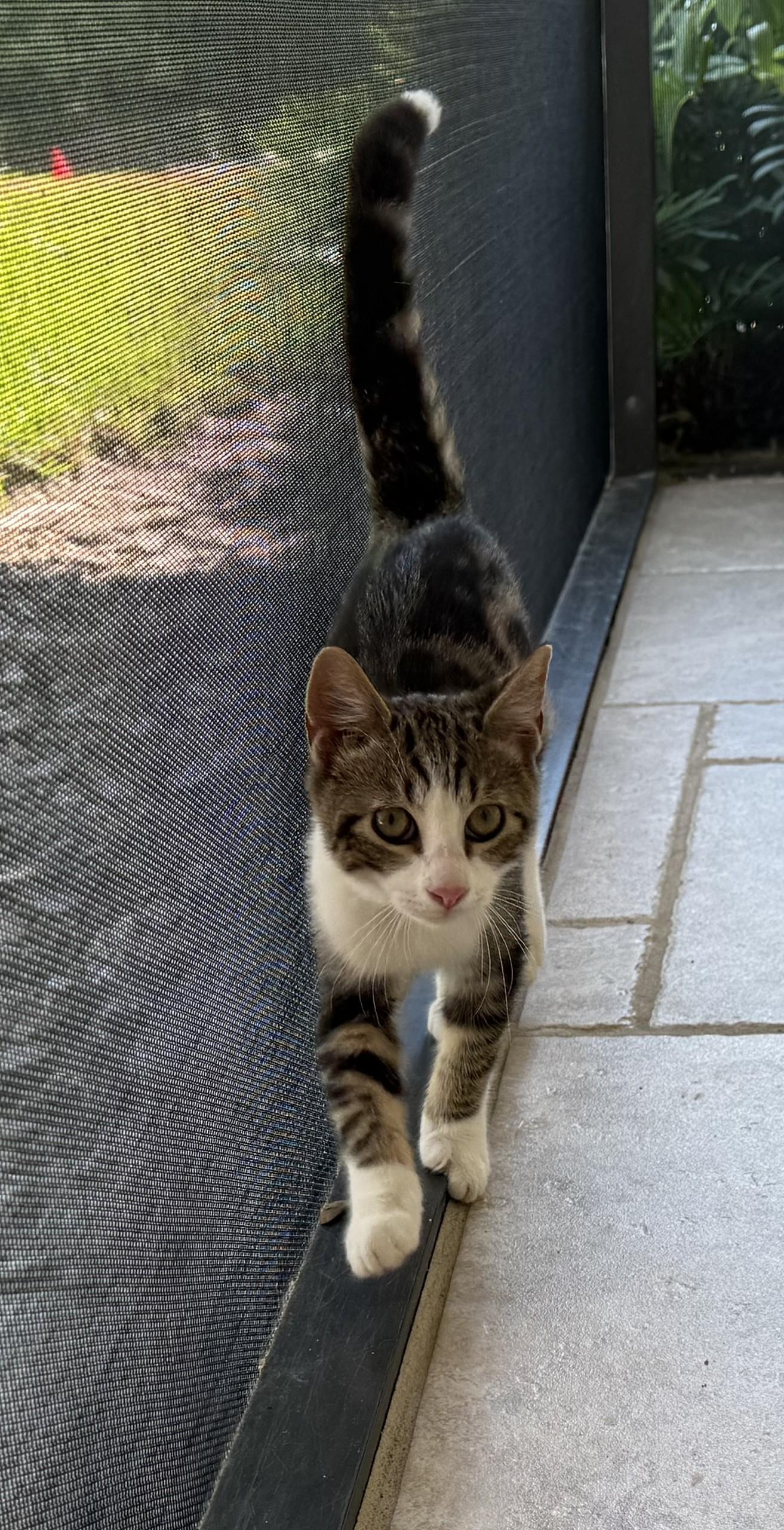 Enlarge Parson, a Adoptable Domestic Short Hair in DeLand, FL image 3/6