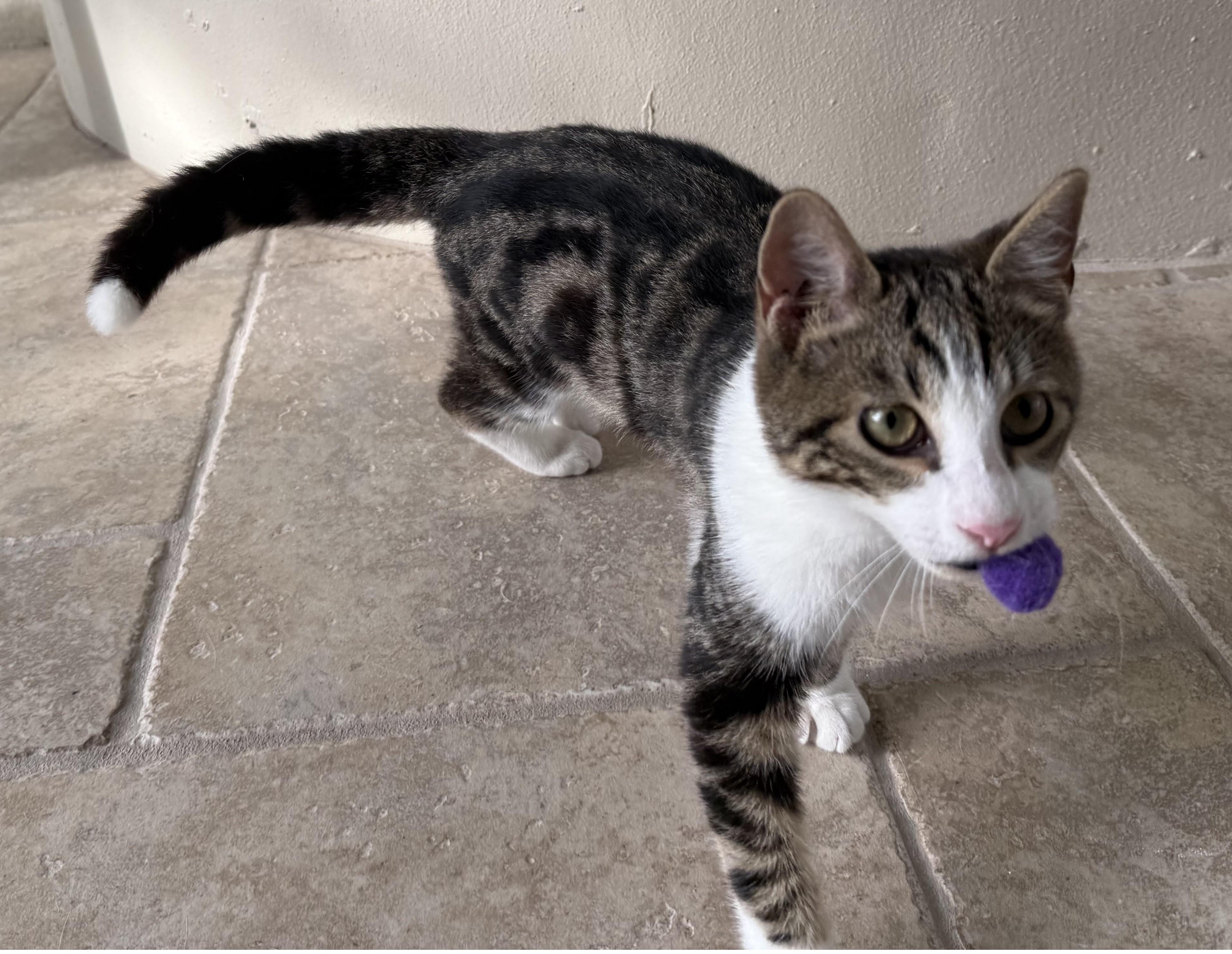 Enlarge Parson, a Adoptable Domestic Short Hair in DeLand, FL image 4/6