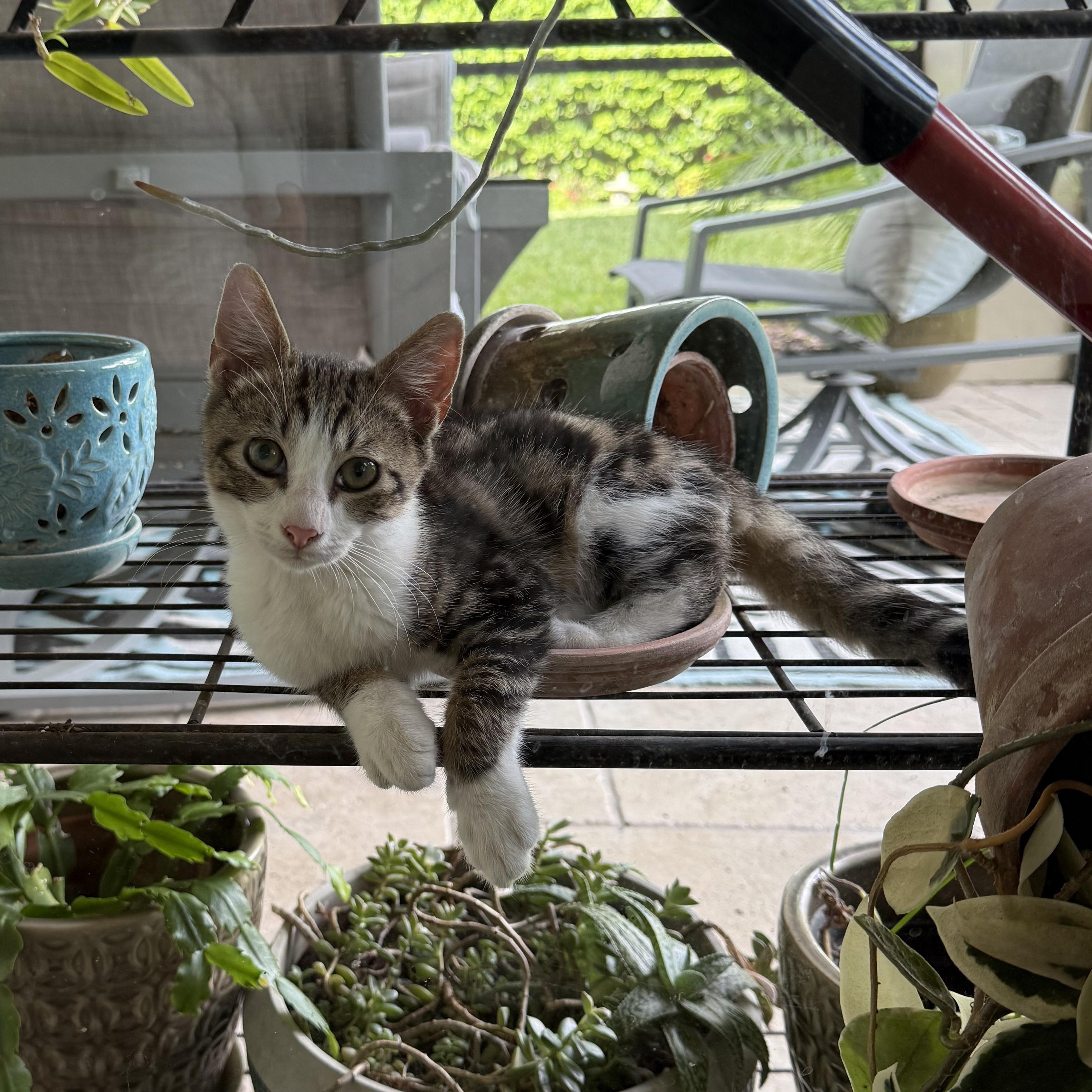 Enlarge Parson, a Adoptable Domestic Short Hair in DeLand, FL image 2/6