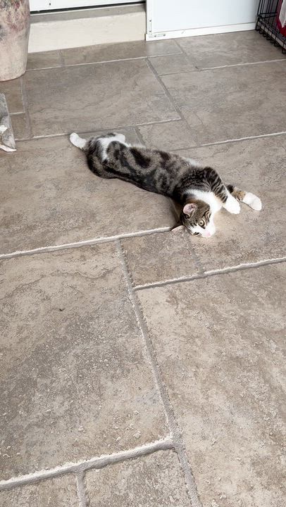 Enlarge Parson, a Adoptable Domestic Short Hair in DeLand, FL video 5/6