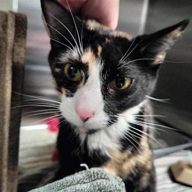 VIOLET, Adoptable, Young Female Domestic Short Hair.