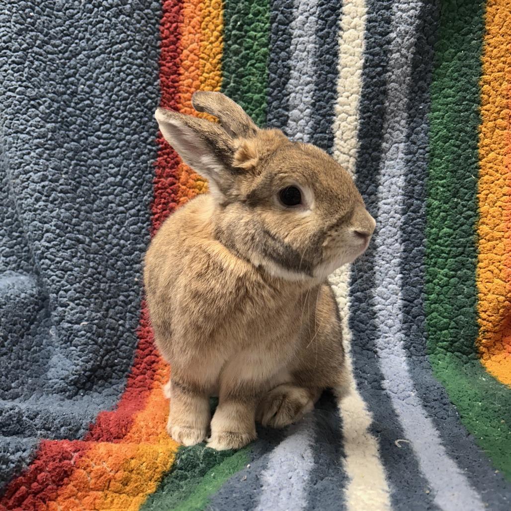 Enlarge Strawberry, a Adoptable mixed breed in Oak Park, IL image 1/6