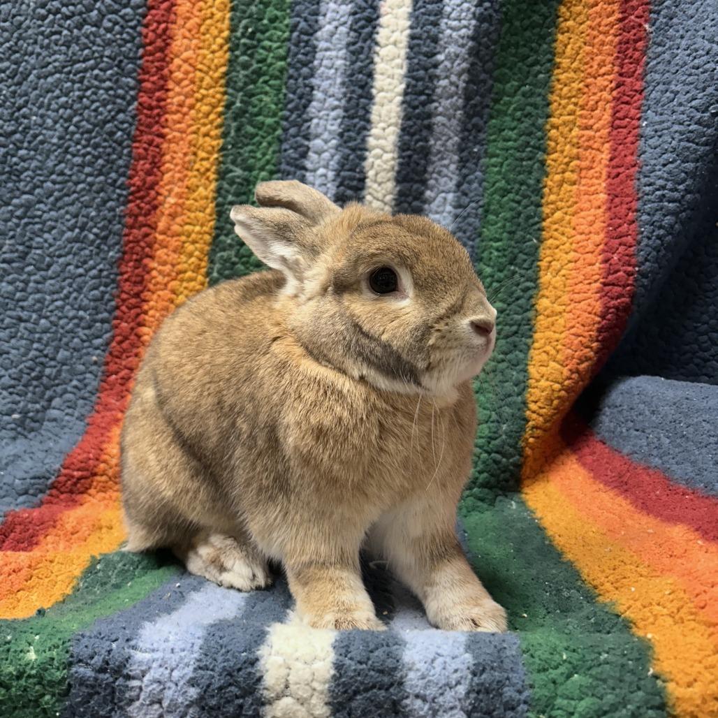 Enlarge Strawberry, a Adoptable mixed breed in Oak Park, IL image 2/6