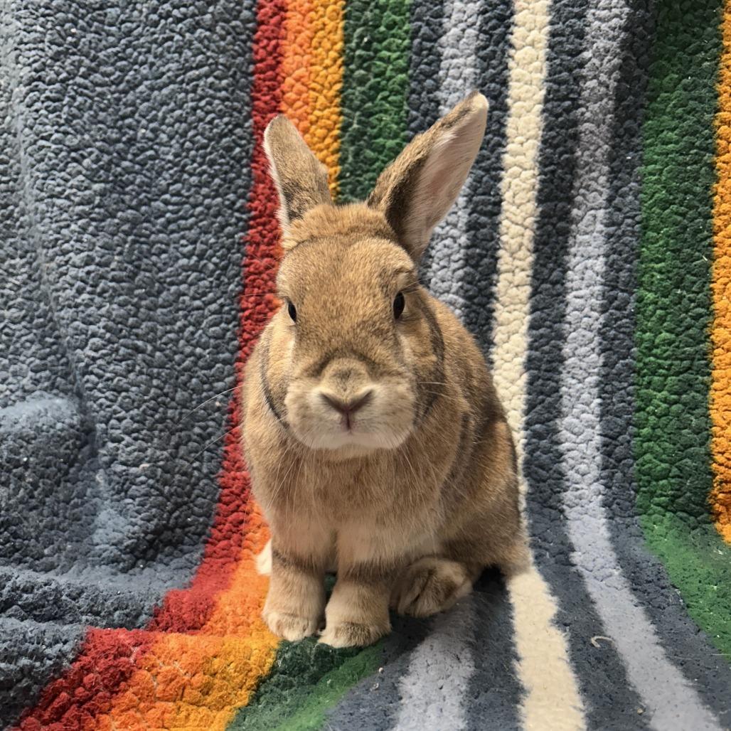 Enlarge Strawberry, a Adoptable mixed breed in Oak Park, IL image 3/6