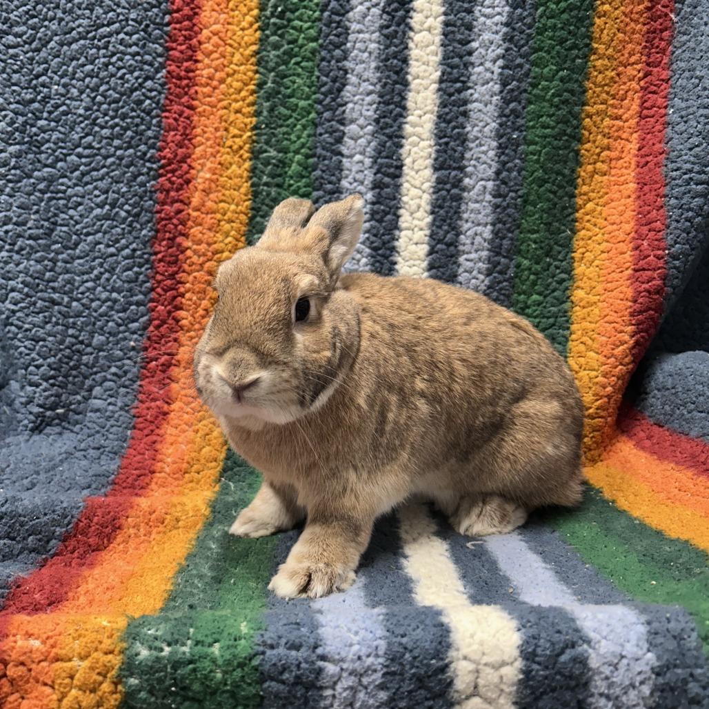 Enlarge Strawberry, a Adoptable mixed breed in Oak Park, IL image 4/6