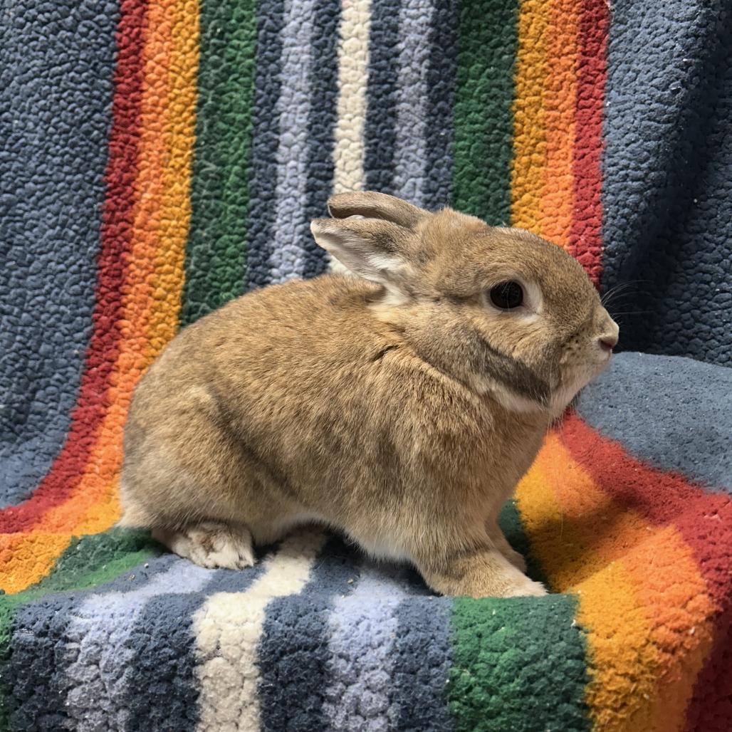 Enlarge Strawberry, a Adoptable mixed breed in Oak Park, IL image 5/6