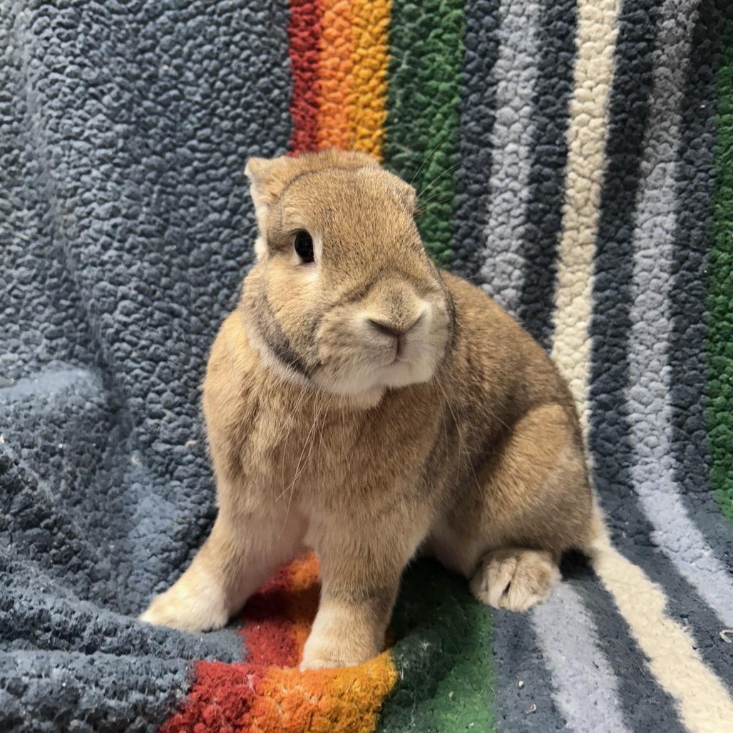 Enlarge Strawberry, a Adoptable mixed breed in Oak Park, IL image 6/6