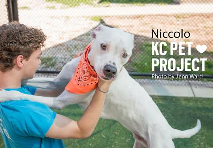 Niccolo, Adoptable, Adult Male Mixed Breed & Mixed Breed.